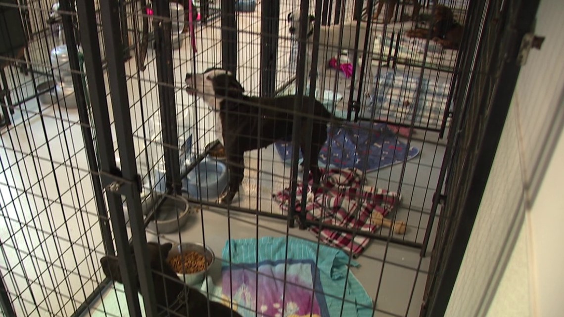 Dogs evacuated from Florida arrive in Susquehanna County - Vimarsana News