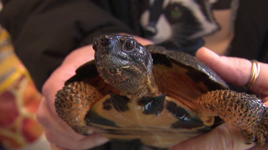 New turtle clinic to offer specialized care at Pocono Wildlife in Monroe County