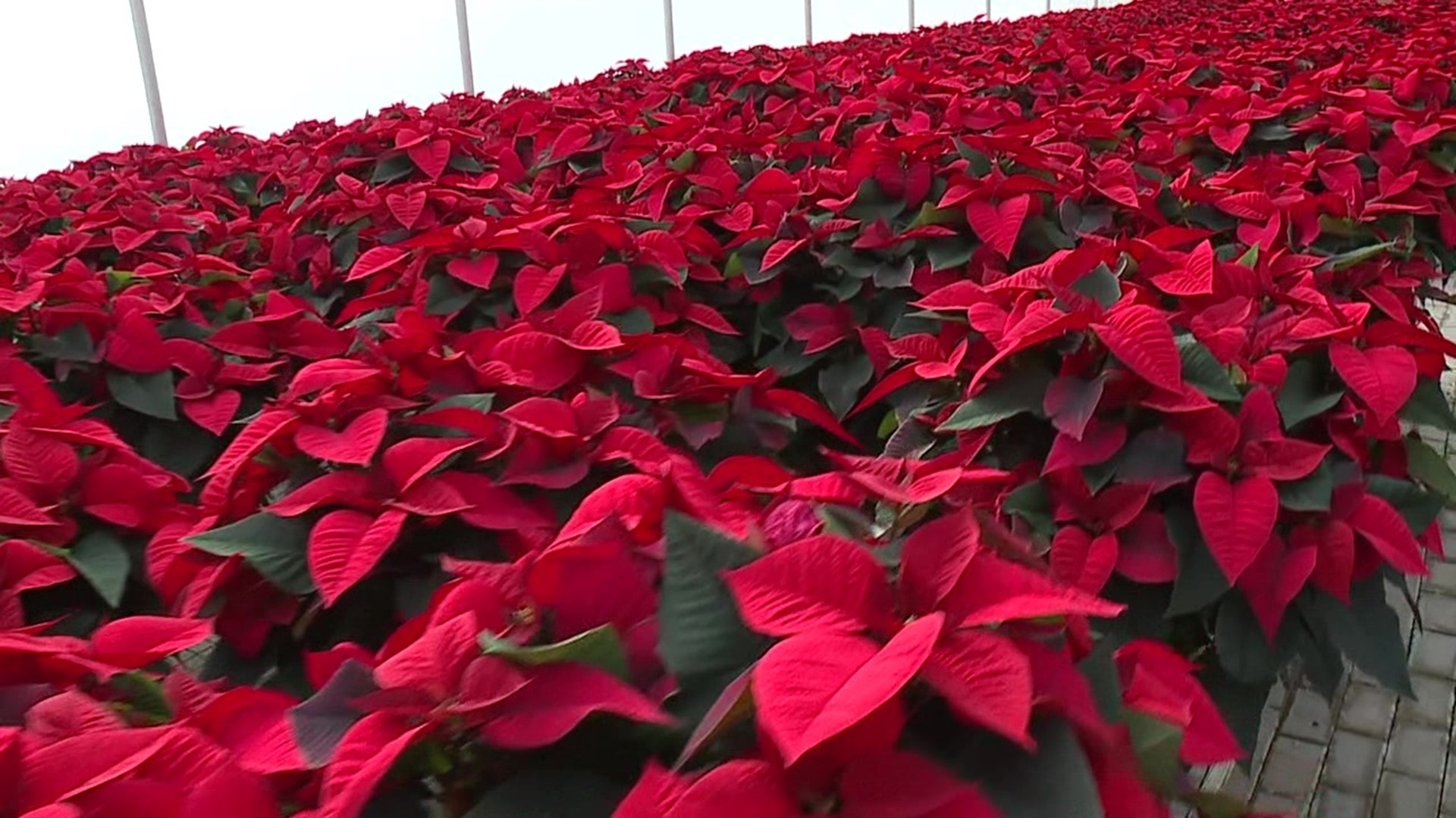 They are a symbol of the season, and seeing thousands of poinsettias all at once can really get you in an early holiday mood.