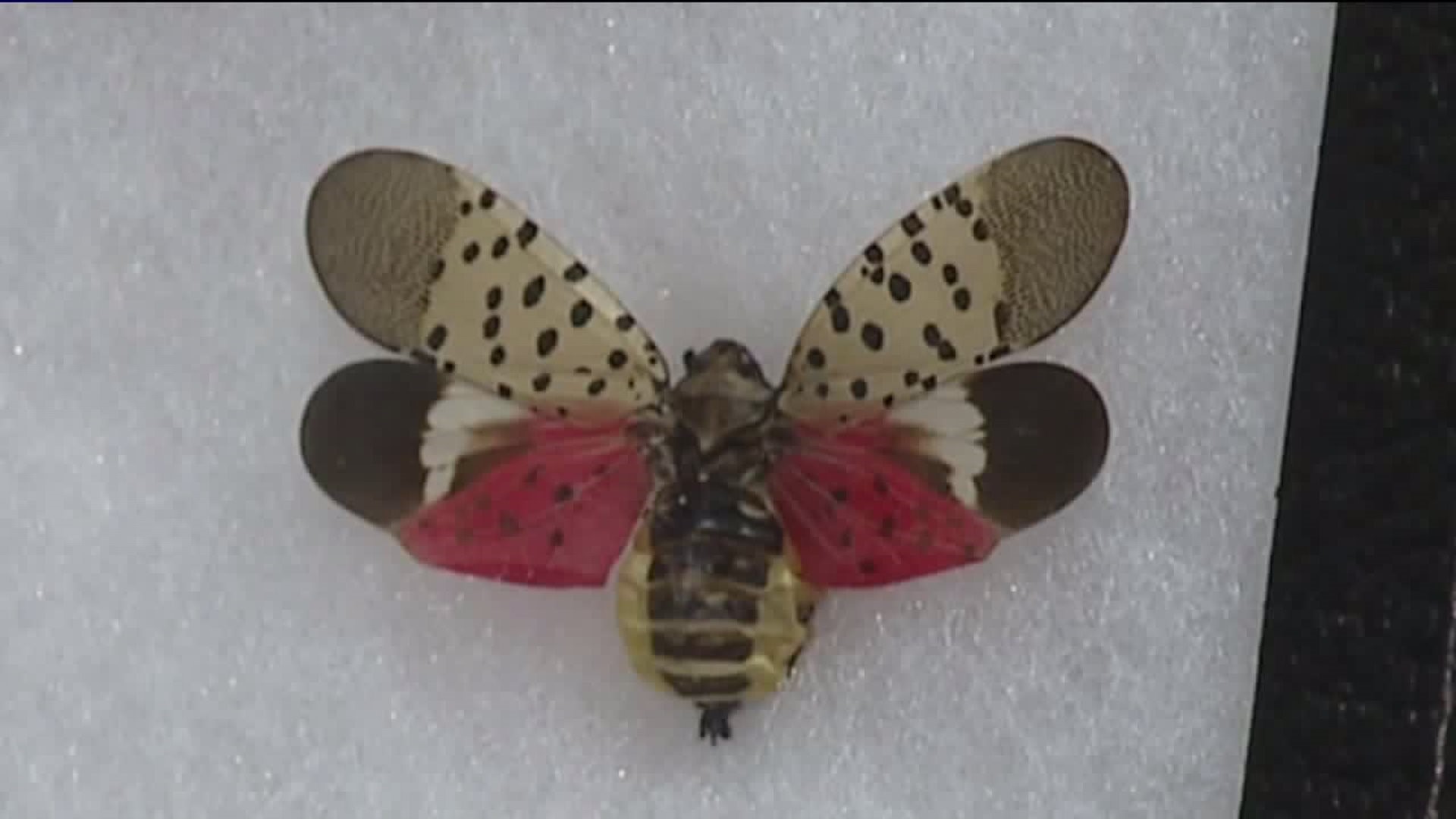 West Penn Township Farmers Concerned about Spotted Lanternfly