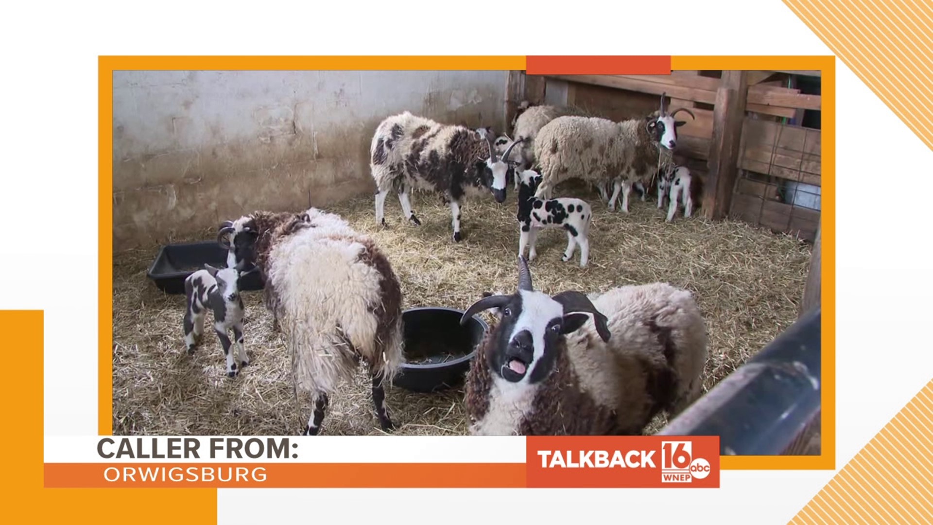 Callers are commenting on the newborn lambs near Berwick as well as several other topics.