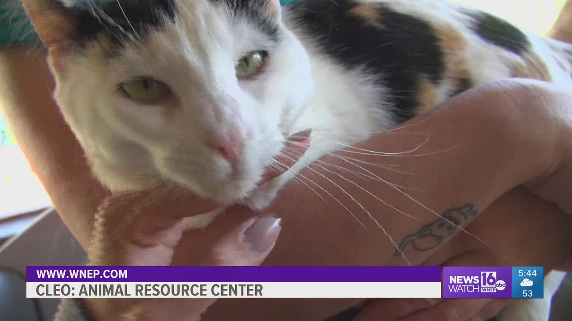 In this week's 16 To The Rescue, we meet a 1-and-a half-year-old cat named Cleo who is looking for a home to live in and a lap to lay on.