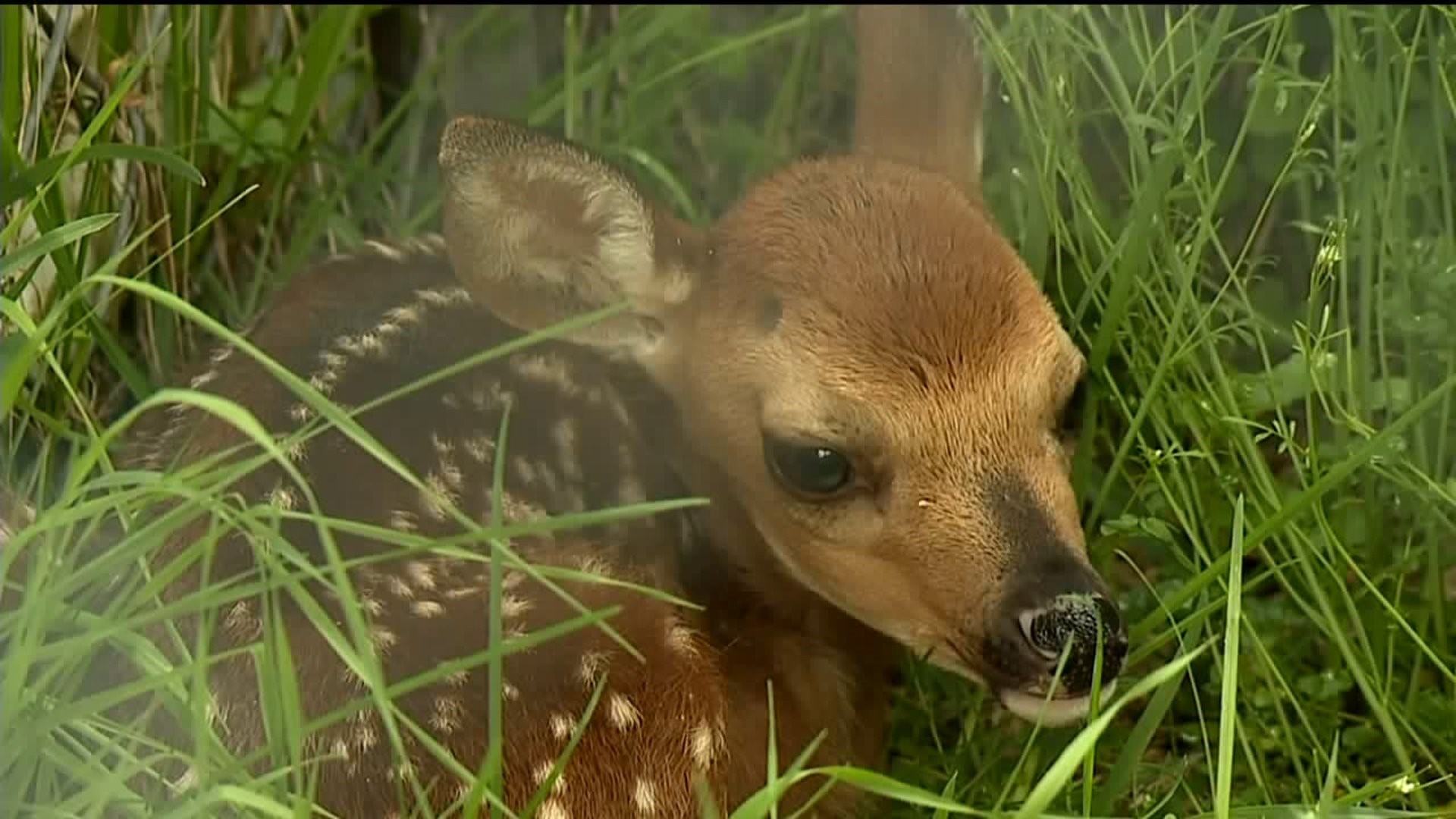 Baby Fawns Spotted in the Poconos