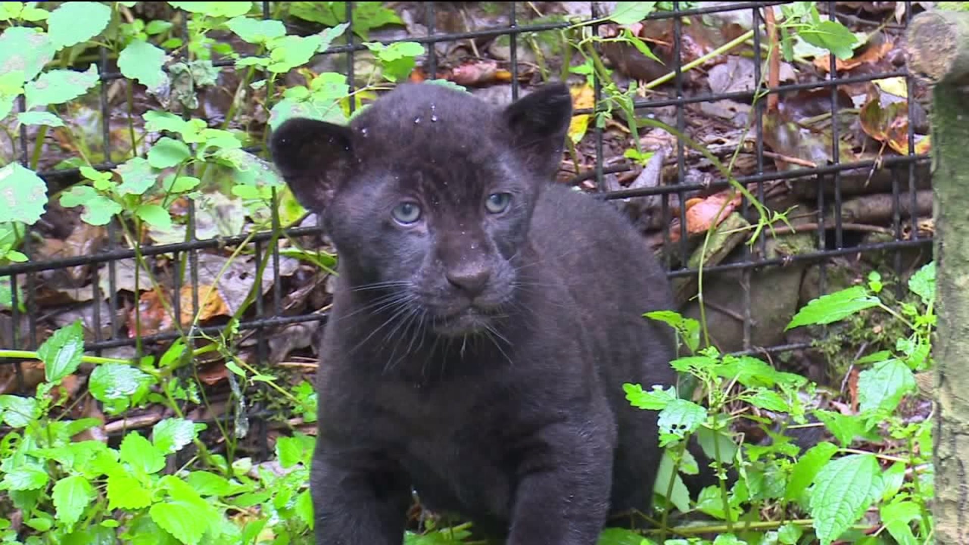 Oh, Baby! Zoo Holds Naming Contest for Two Jaguar Cubs