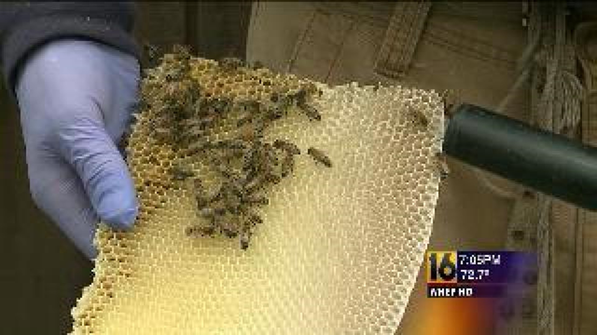Park Officials Call in Expert to Remove Bees