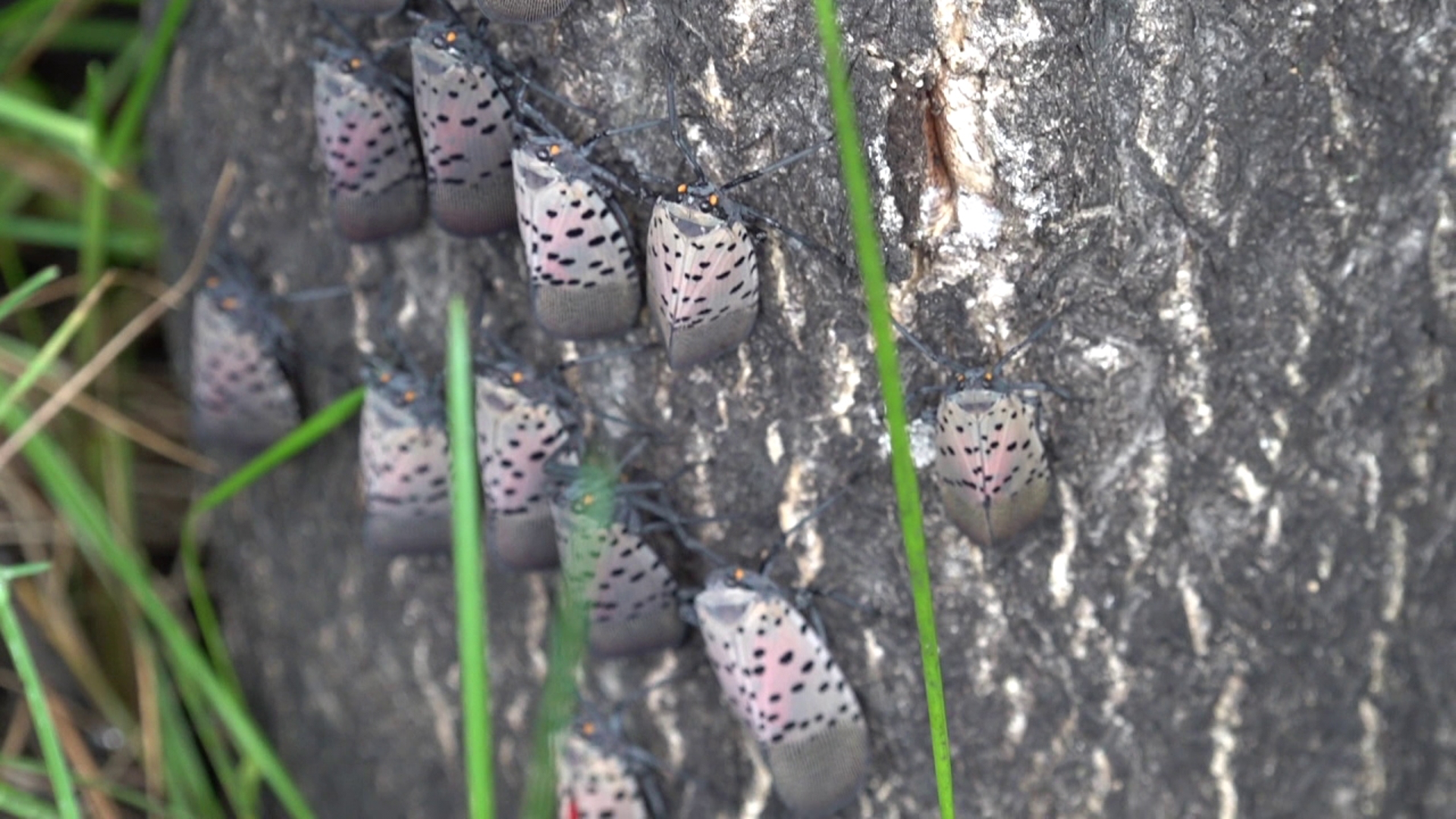 Spotted lanternflies return to Northeast Pennsylvania
