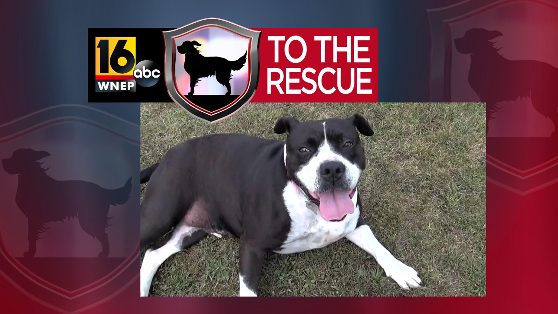In this week's 16 To The Rescue, we meet Merry, a pit bull/boxer mix who recently gave birth to 12 puppies.