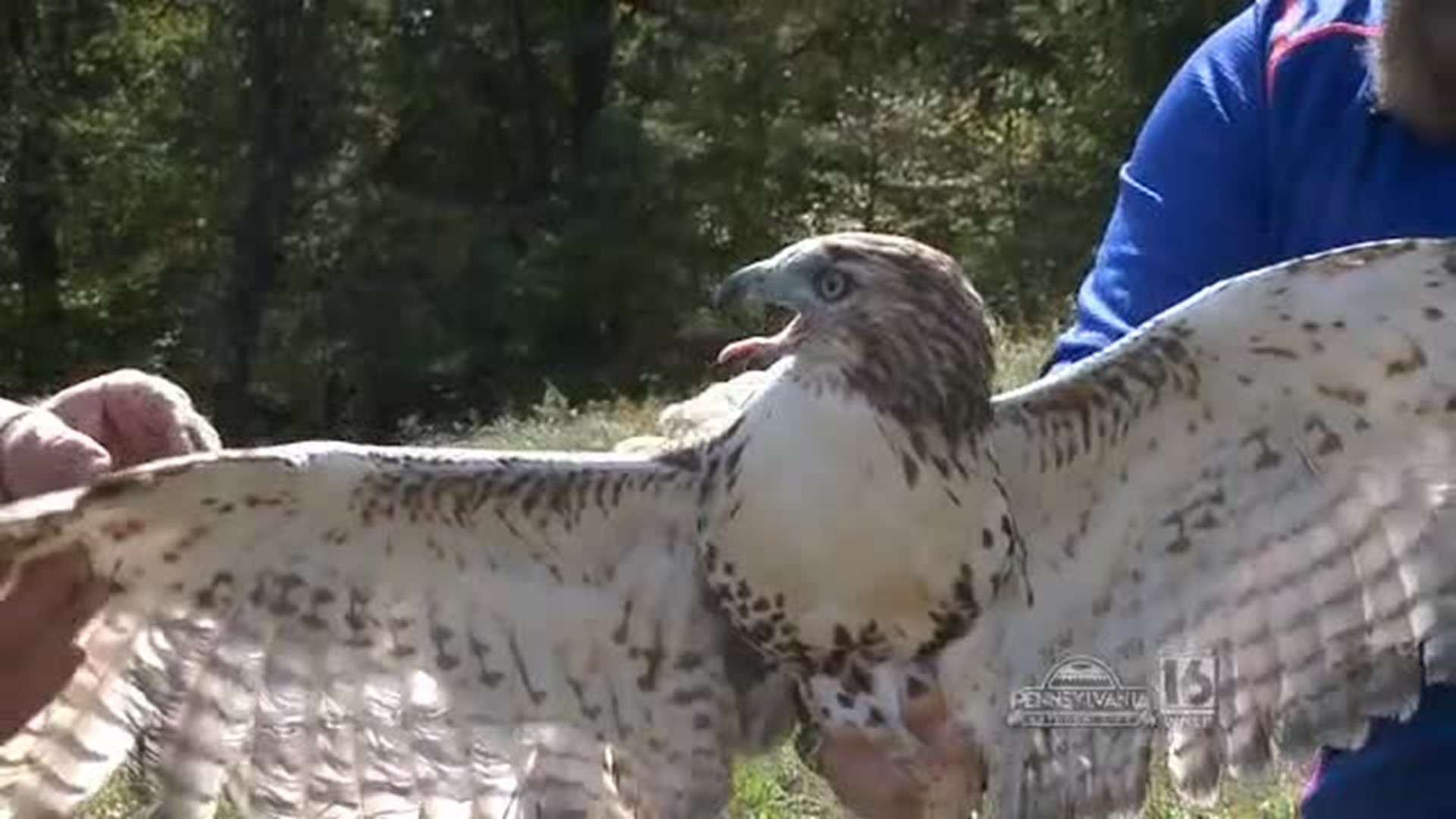Red Tailed Hawk Trapping