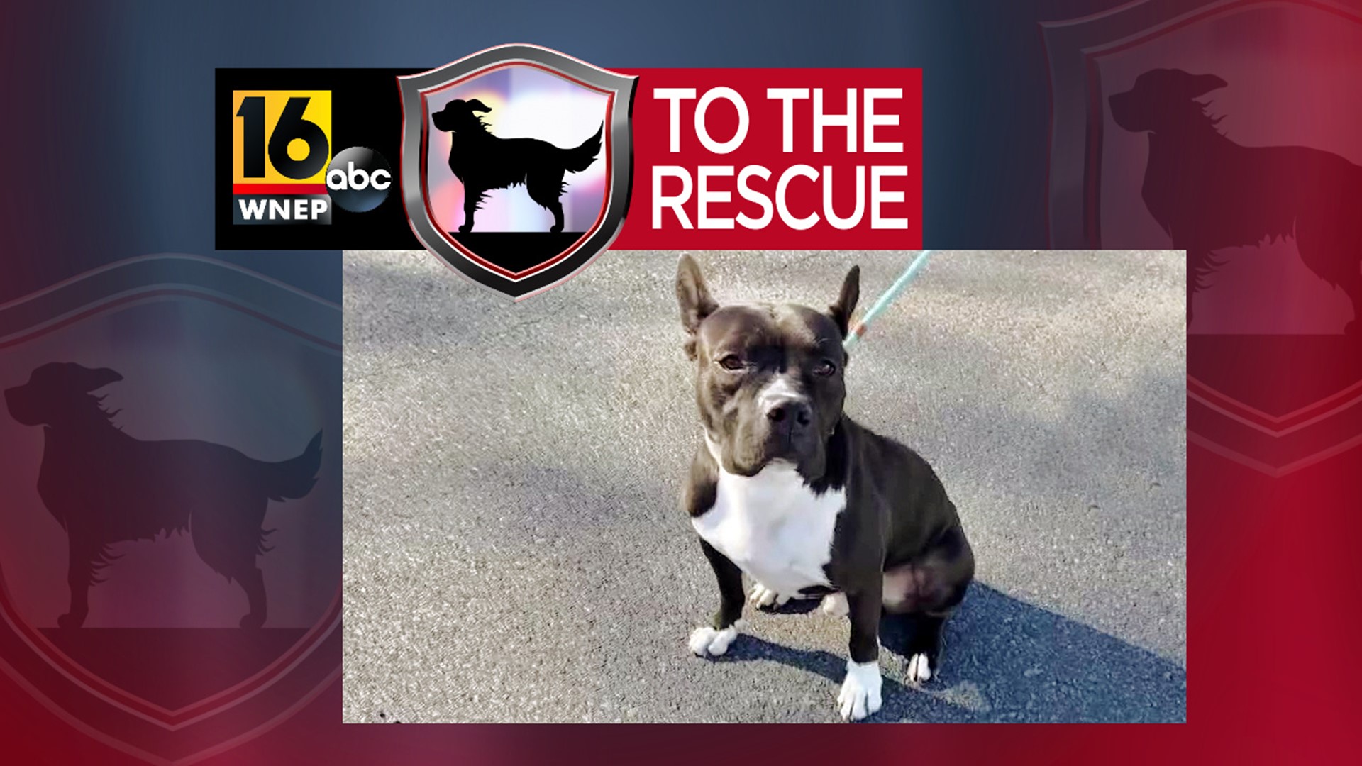 In this week's 16 To The Rescue, we meet Lucas, a 5-year-old pit bull/terrier mix who has been living the shelter life for going on two years.