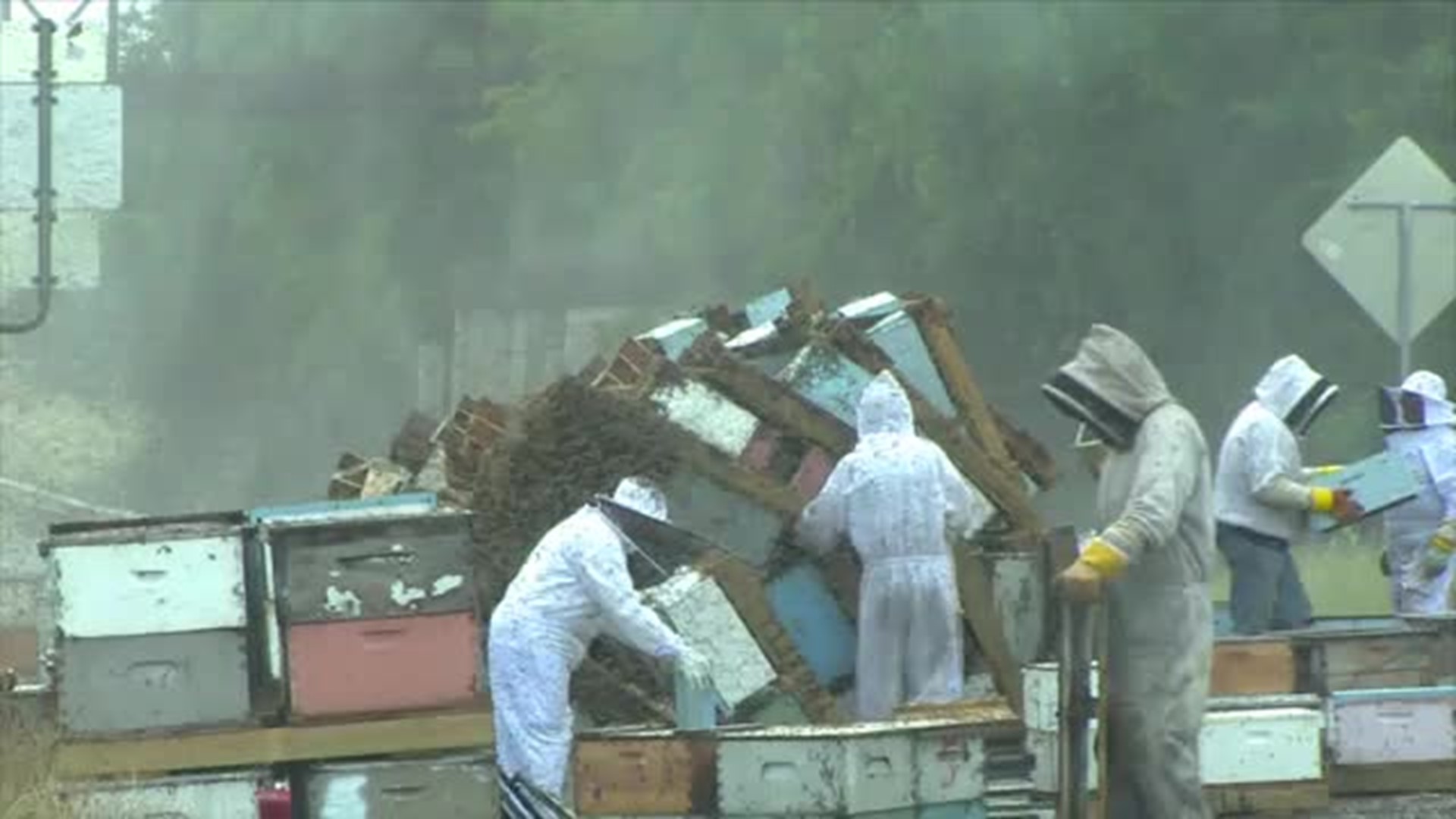 Truck Hauling Millions of Bees Overturns on Texas Highway