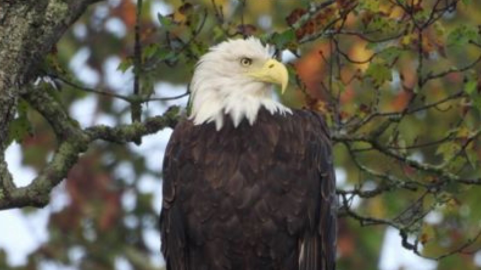 Our viewers caught several different critters on camera this week.