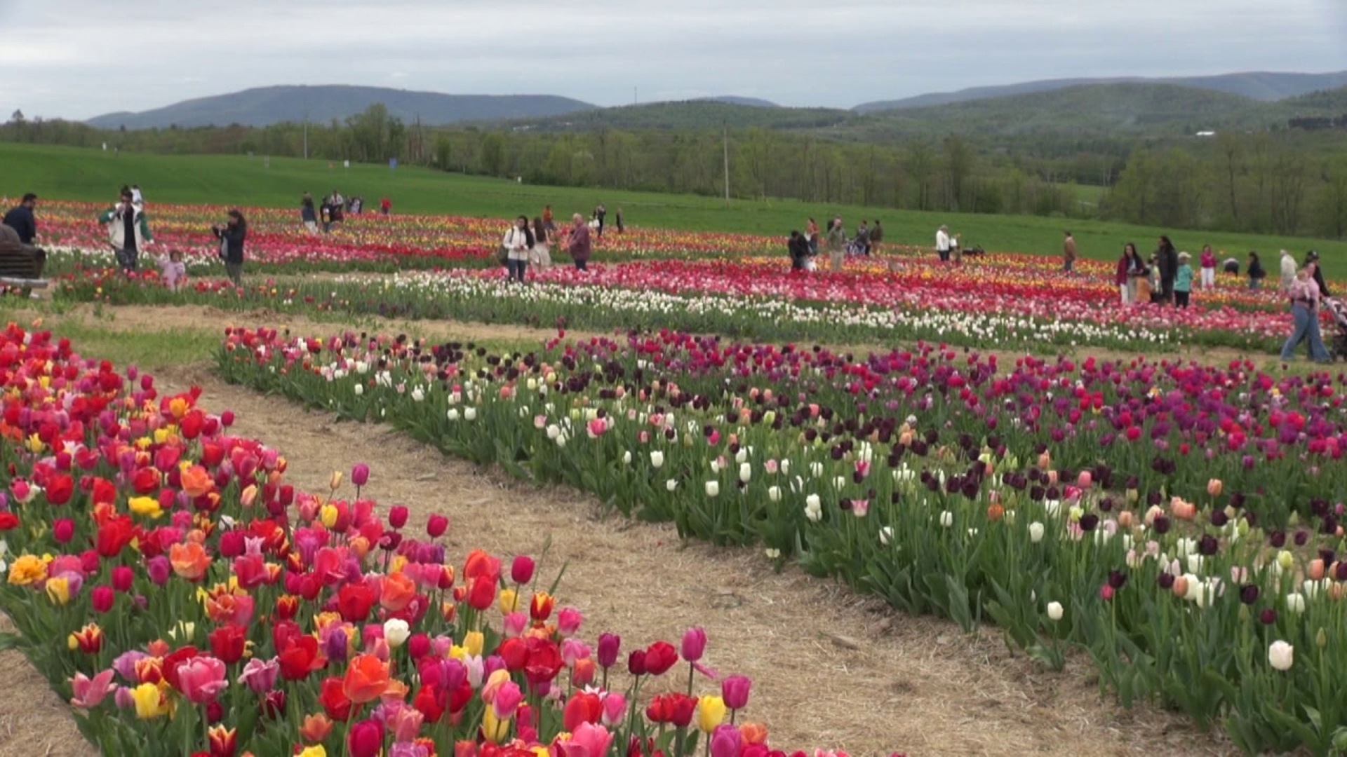 It was a day filled with terrific tulips and baby animals at a farm in Wyoming County.