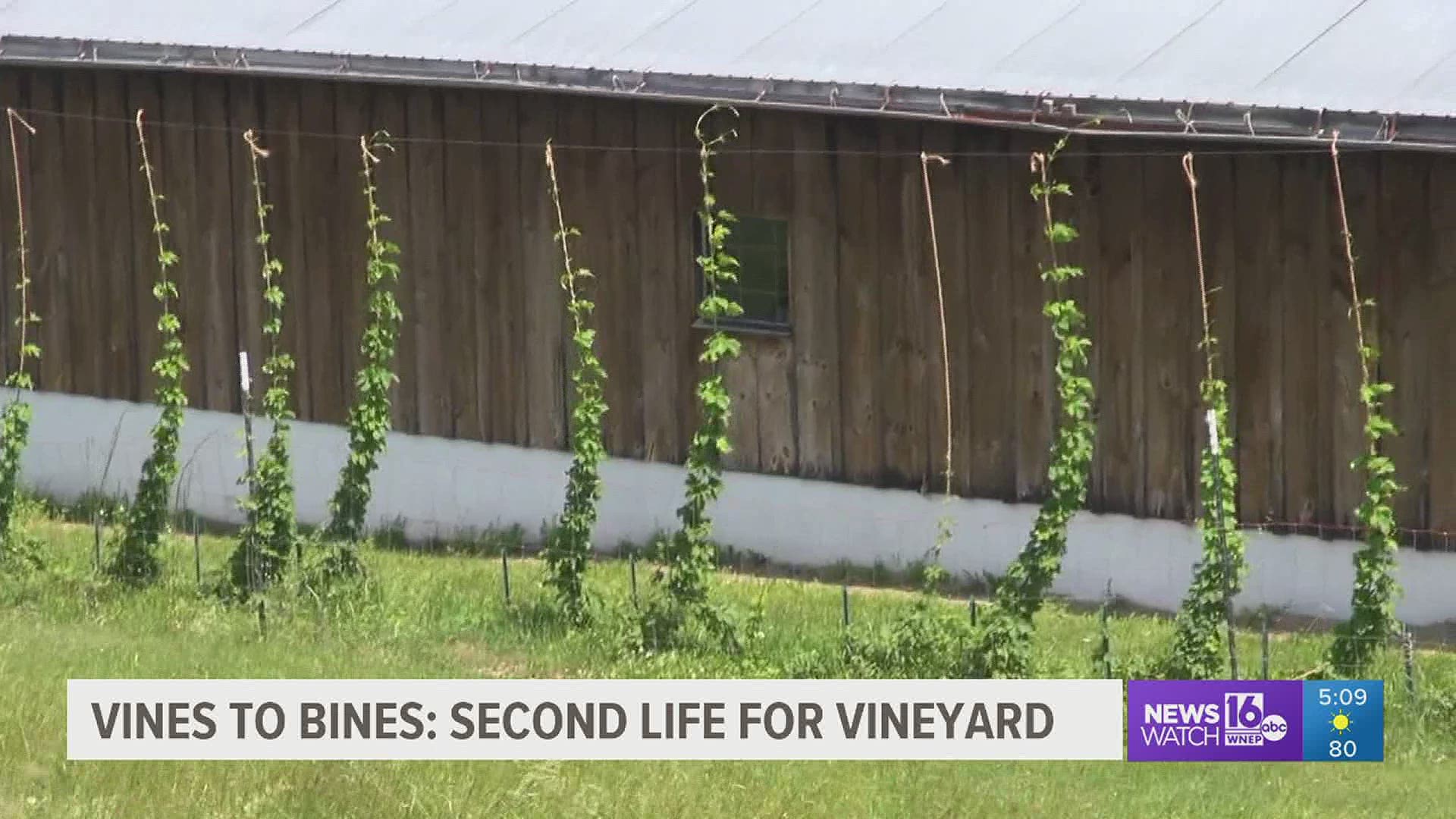 A vineyard in Wayne County found a new purpose a couple of years ago. it no longer has vines. It has climbing bines of hops.