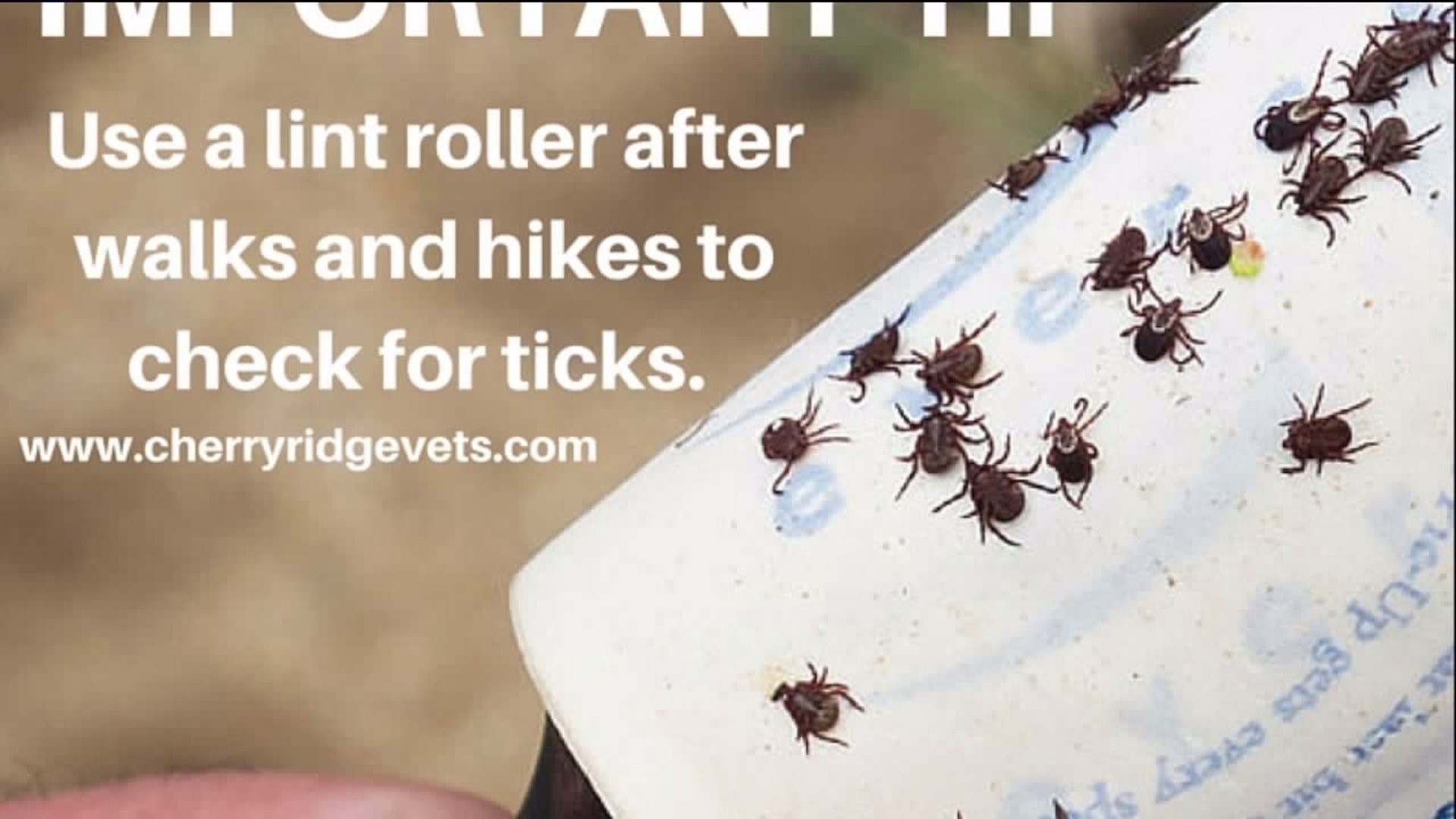 Ticks Still a Threat to Pets, Owners