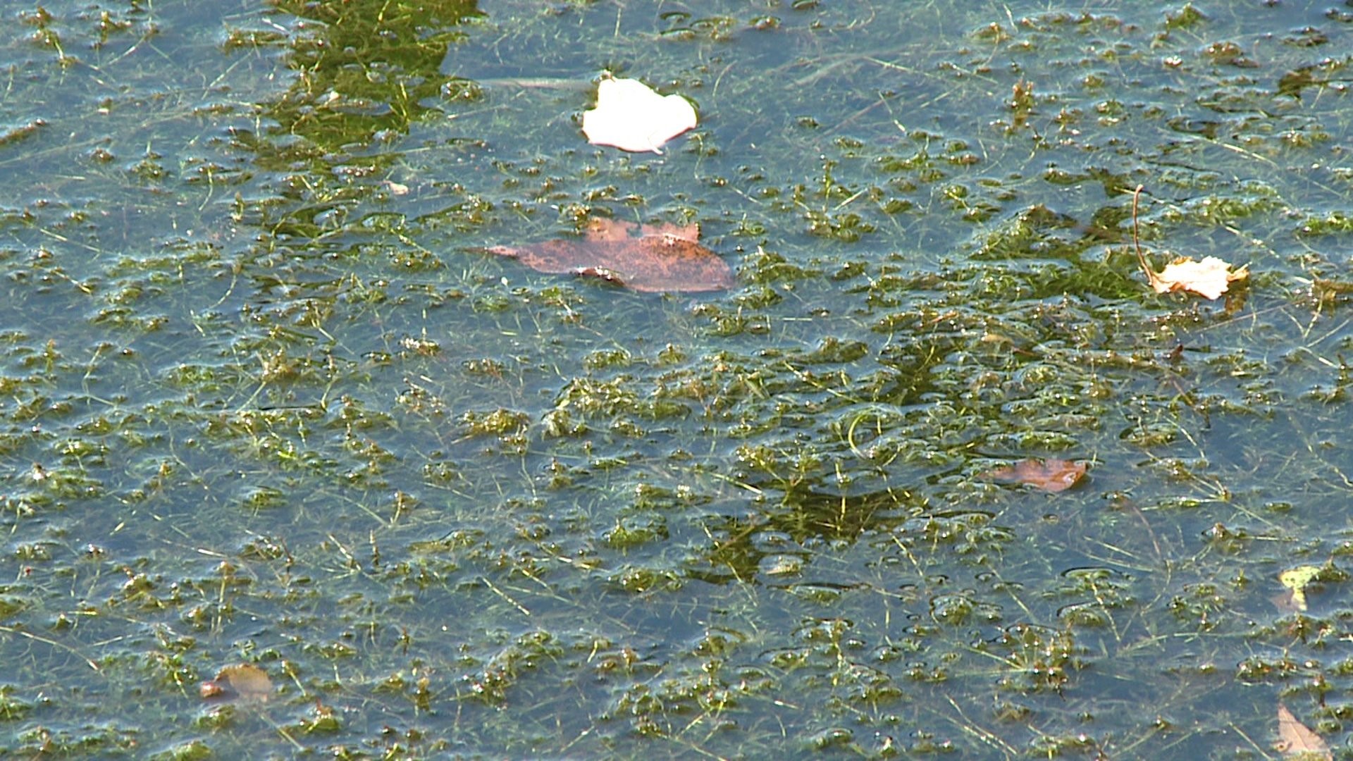 Invasive Weed Taking Hold in Ponds, Lakes