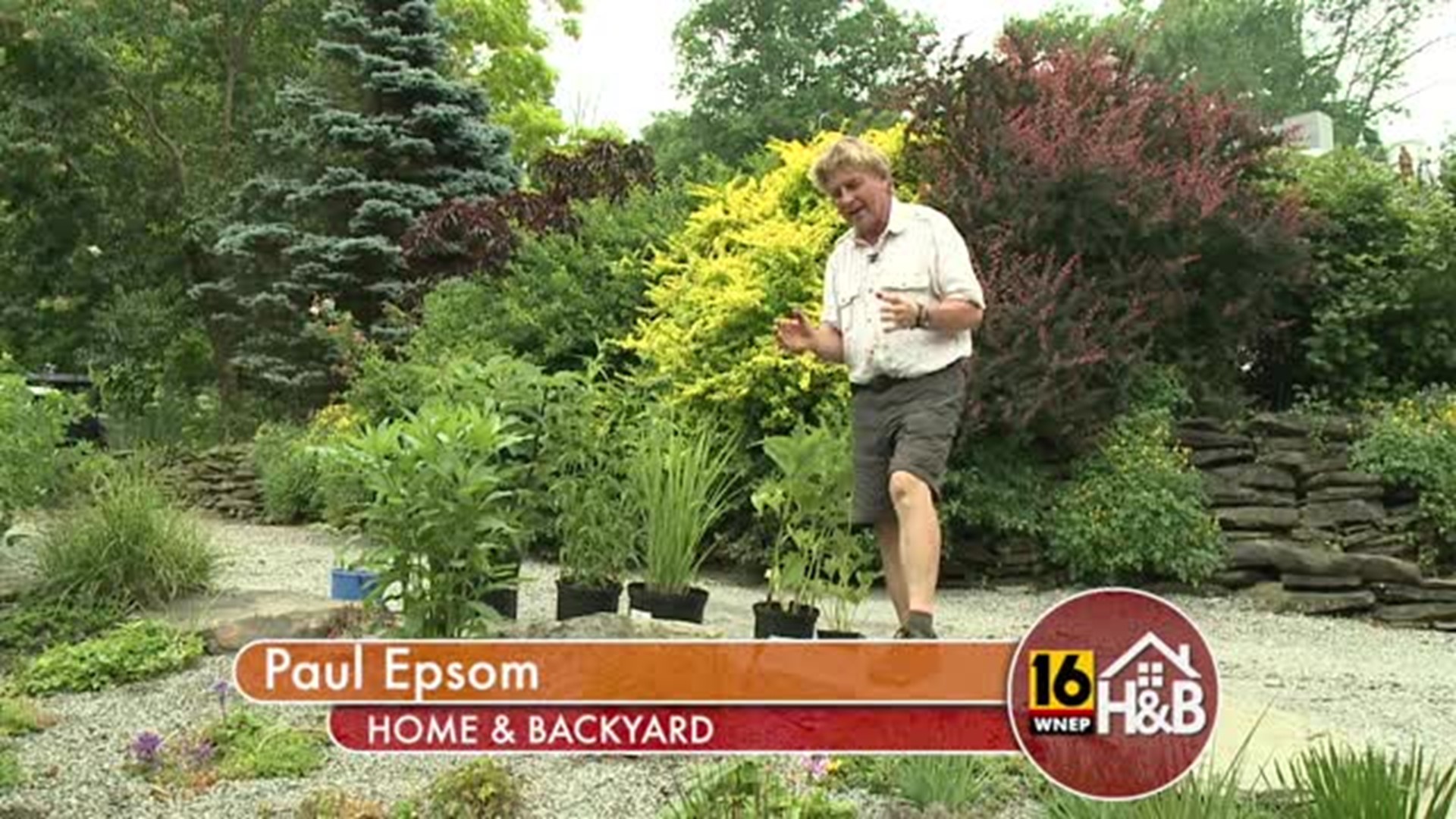 Paul - Using Tall Plants In Your Garden