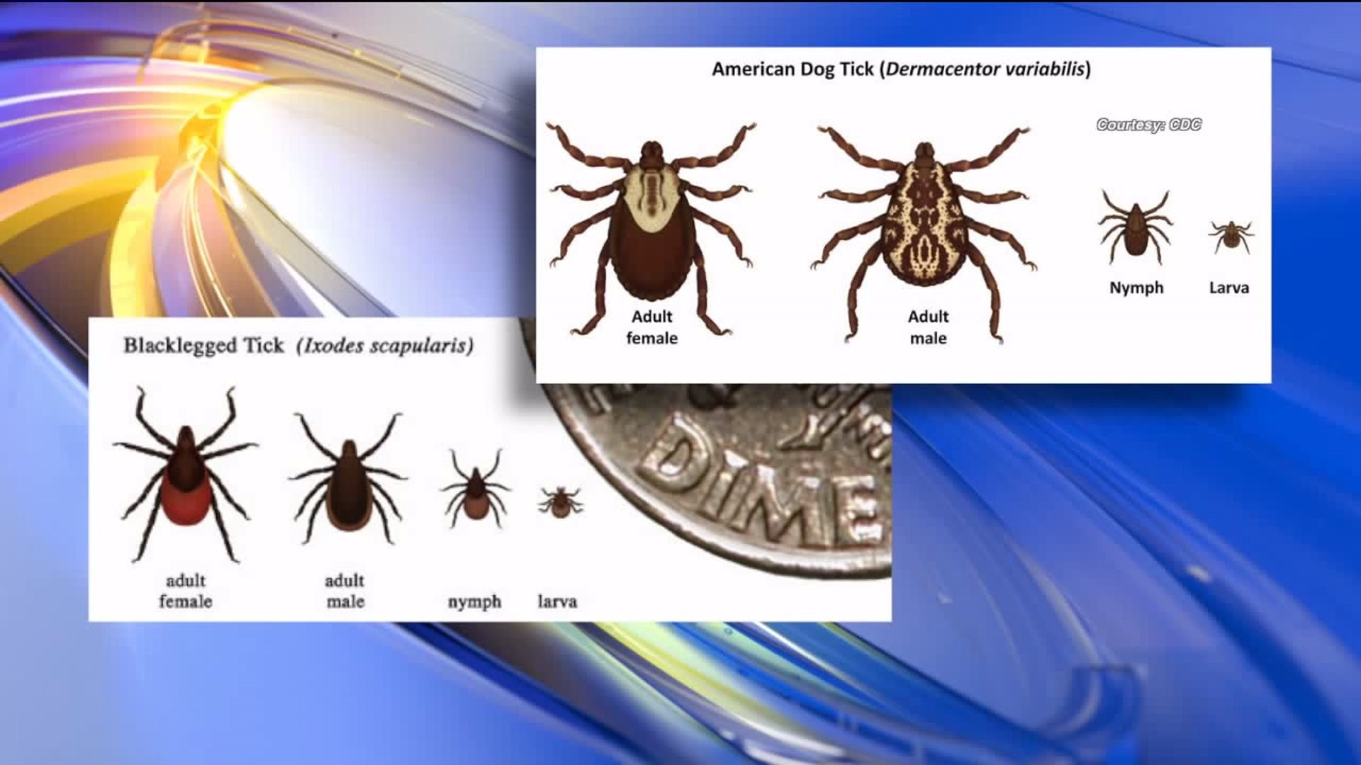 All You Need to Know About Ticks