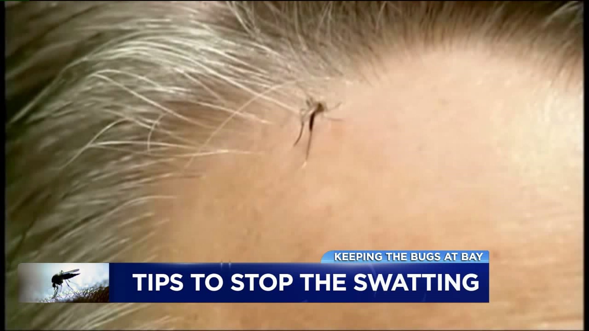 Bugs Biting: Tips to Stop the Swatting