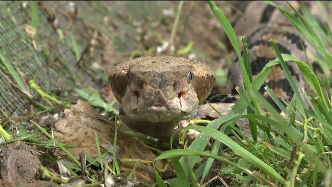 Noxen Rattlesnake Roundup canceled