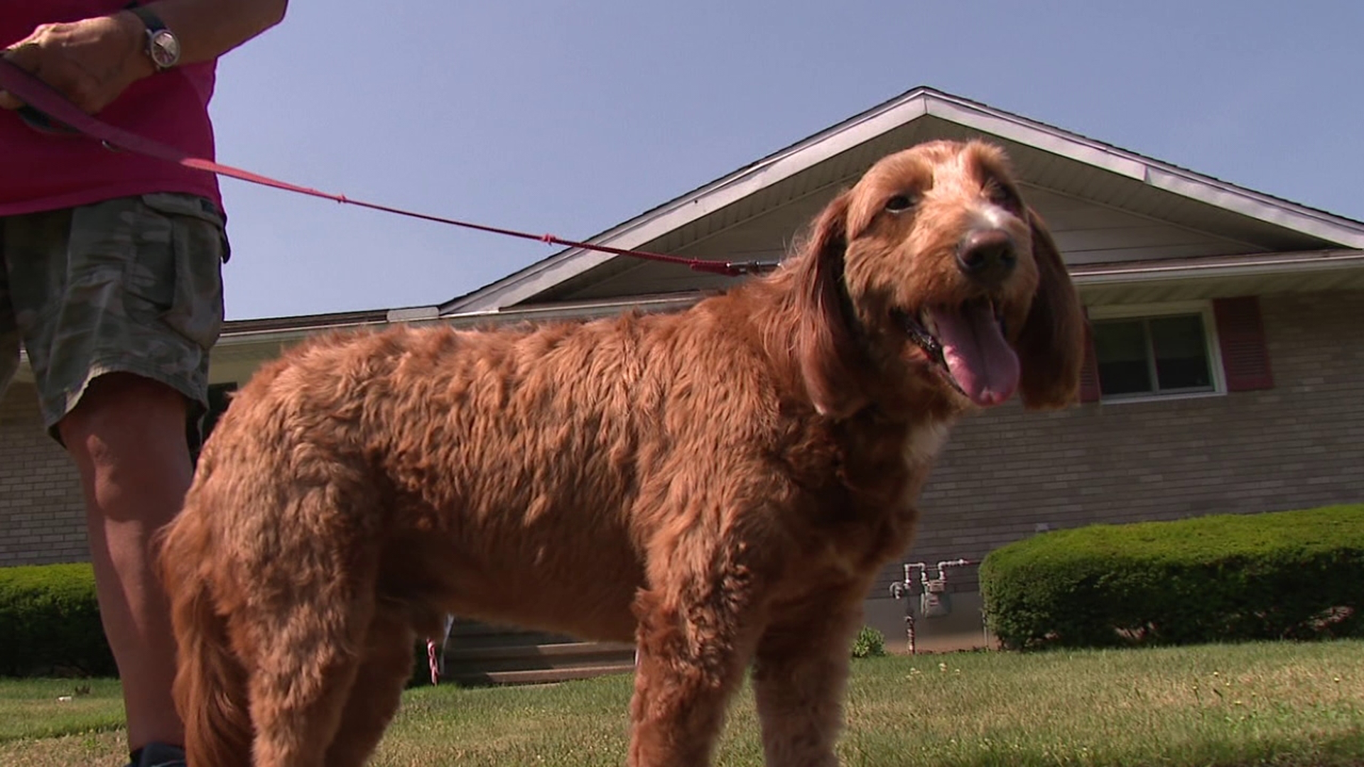 The heat streak is not only impacting people this week but also our furry friends and this type of weather can be downright dangerous for those with a fur coat.