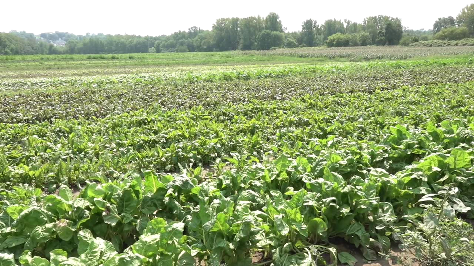 Larry O'Malia's Farm & Greenhouses are optimistic after the remnants of Tropical Storm Debby wiped out some crops.