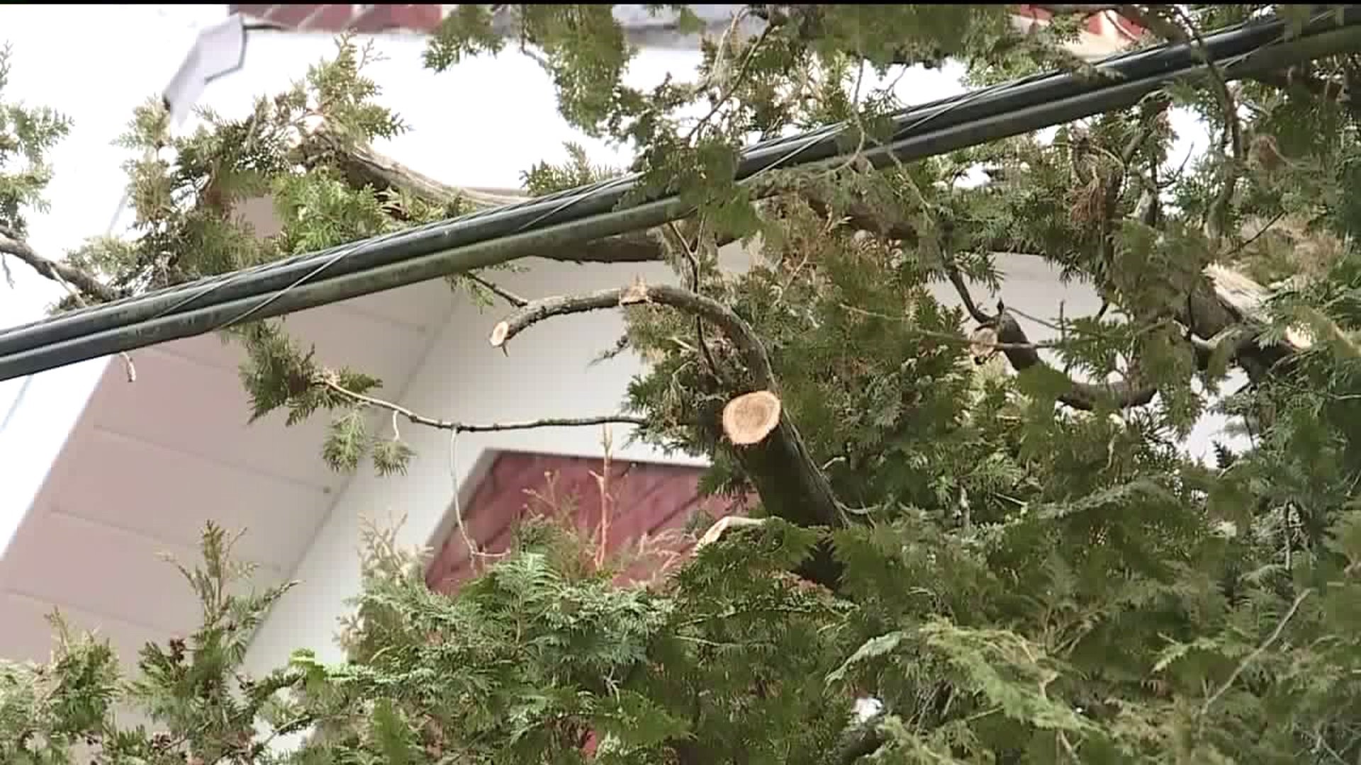 Worker Shocked by Power Line While Trimming Trees
