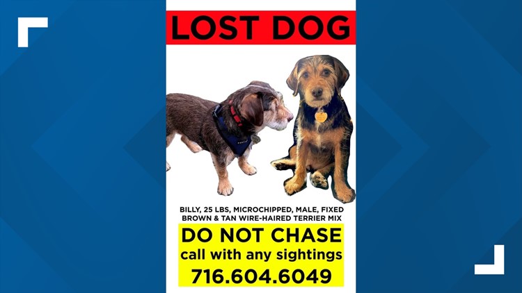 Search continues for missing dog in Susquehanna County