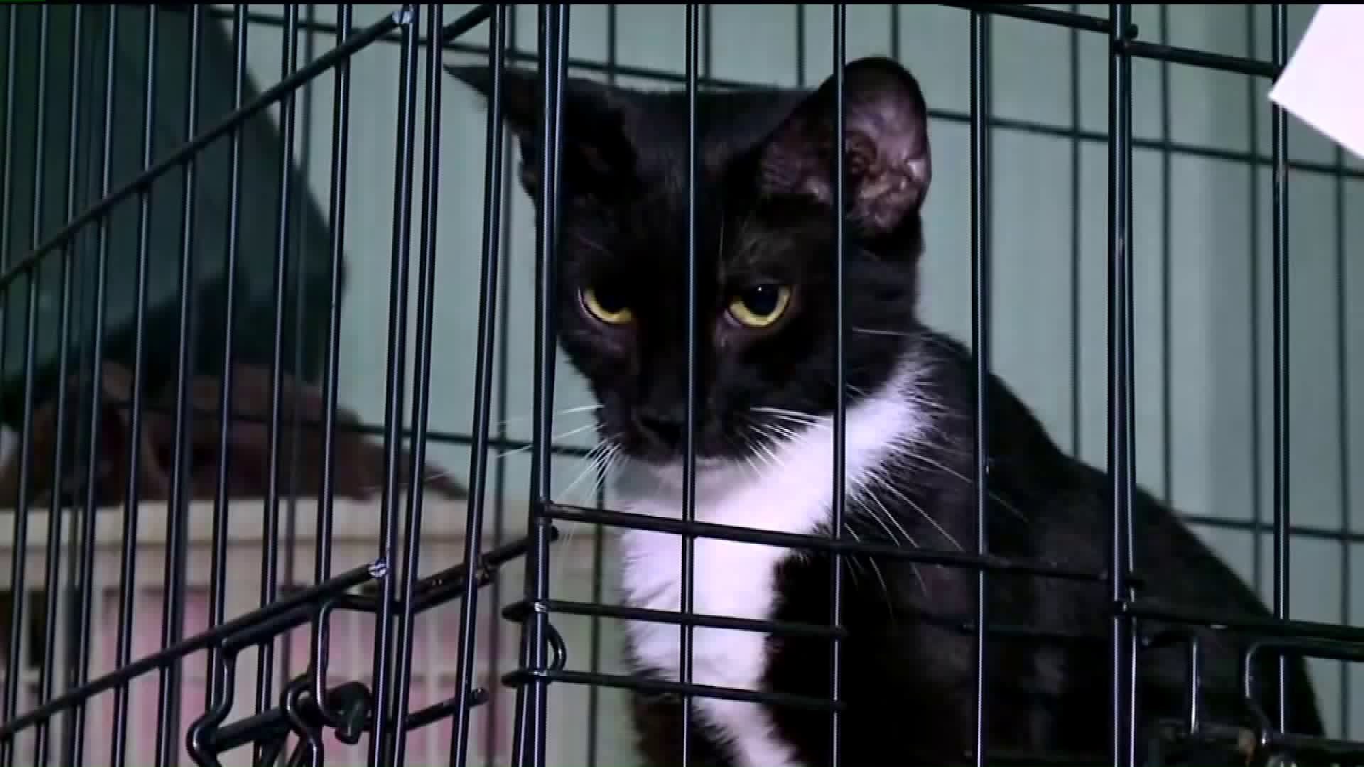 Shelters Overloaded with Cats