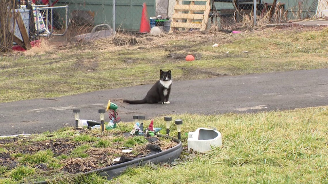 New ordinance in Dunmore to combat feral and stray cat problem - Vimarsana News