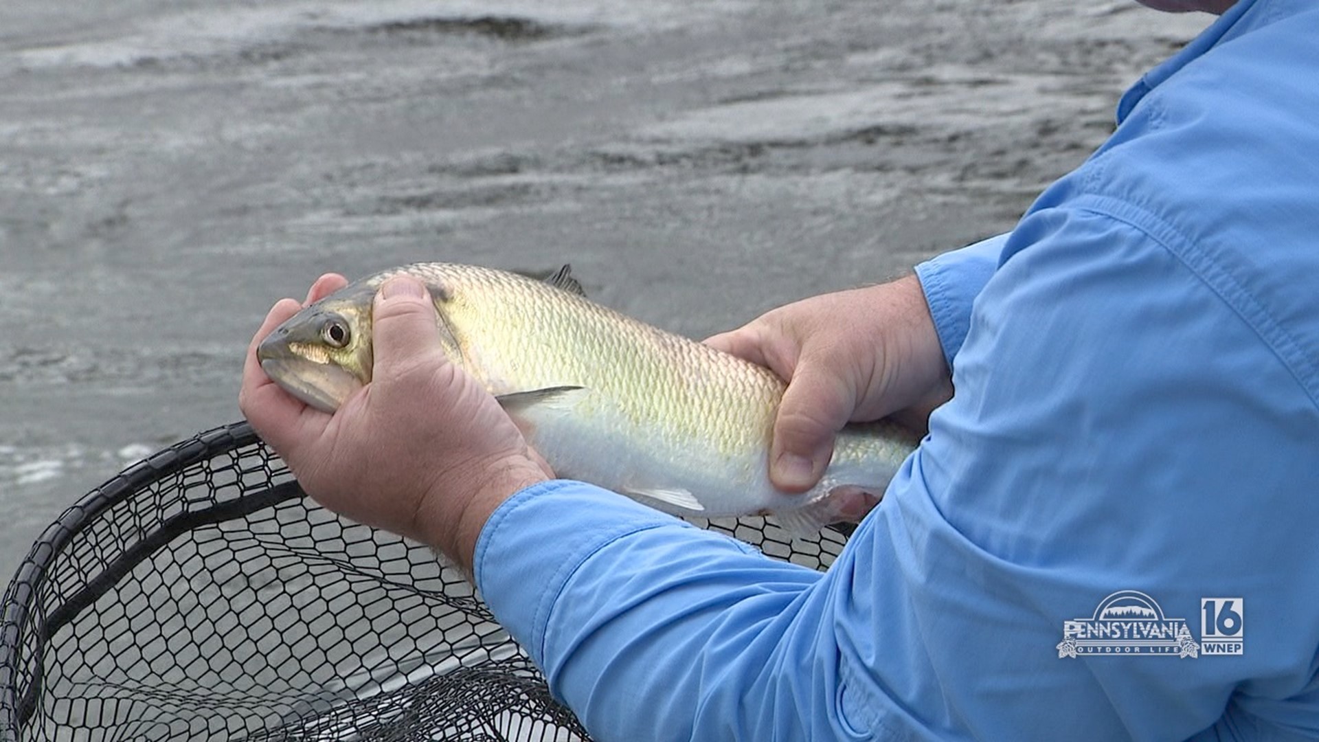 Shad Fishing on the Delaware River | wnep.com
