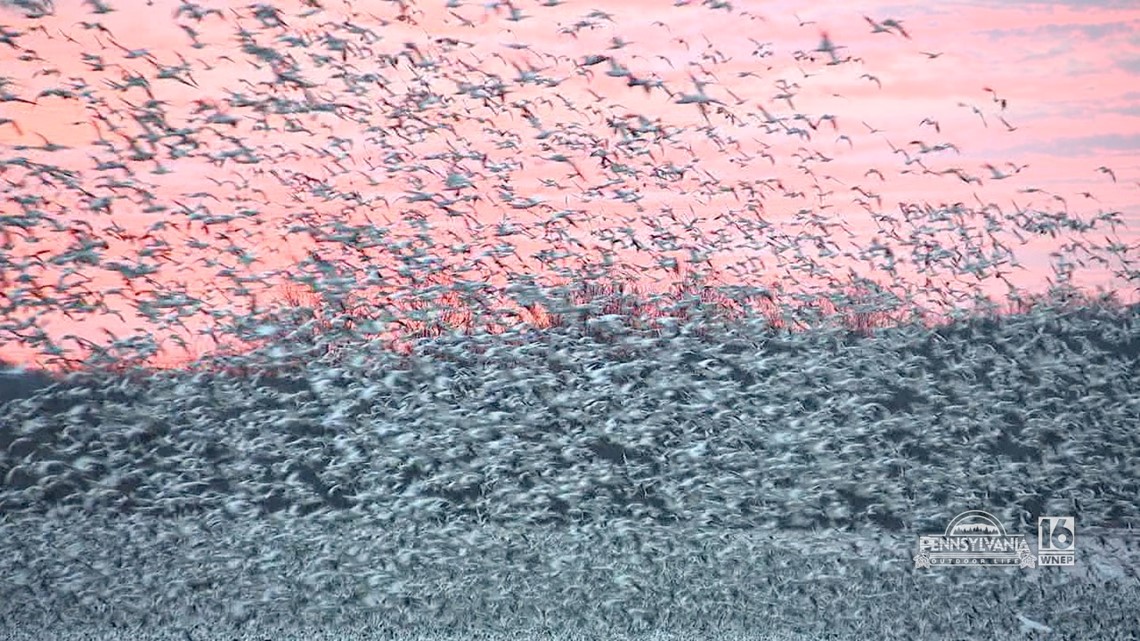 Snow Goose Migration | wnep.com