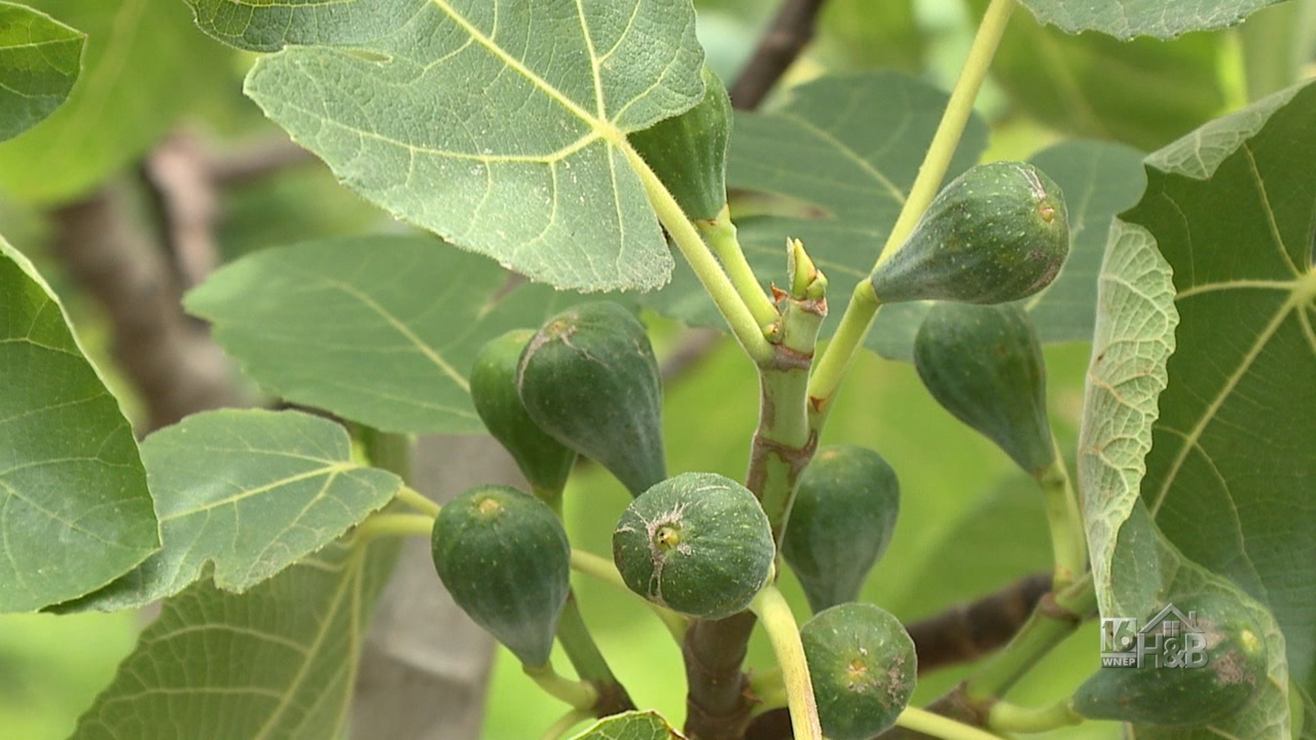 Before You Buy That Lemon or Fig Tree  Here's Information You'll Want To Know