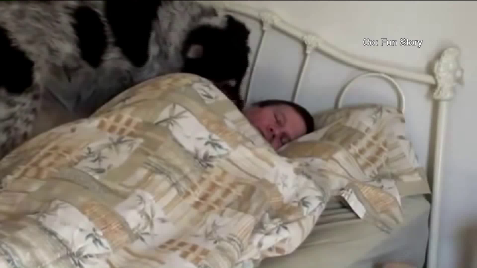 Dogs Sleeping in Your Bed: Good or Bad for Your Health?