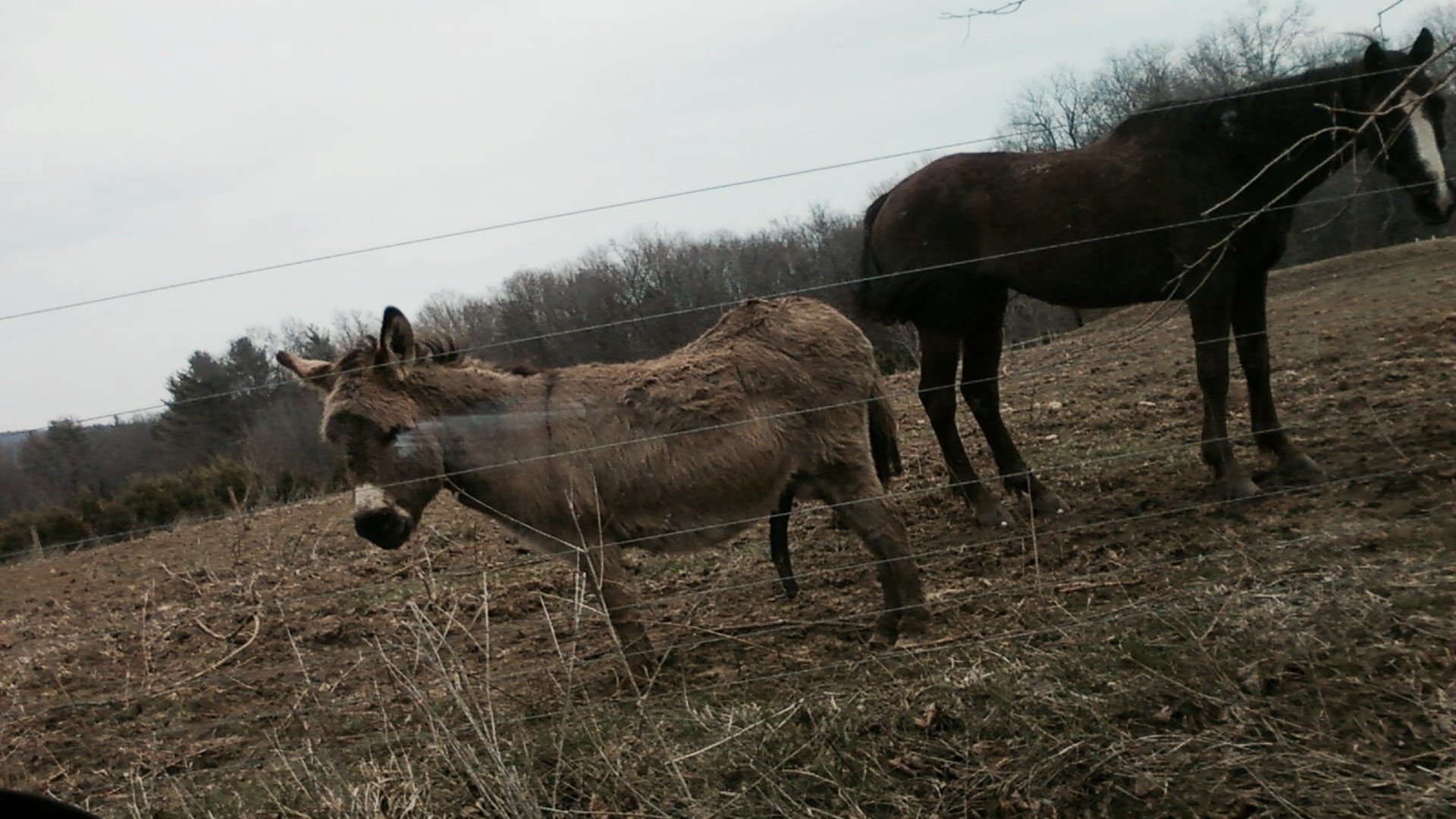 Teens Charged With Killing Donkey