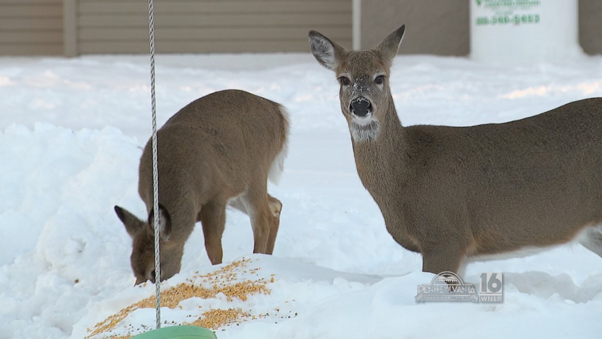 Feeding deer in the winter can cause more harm than good.