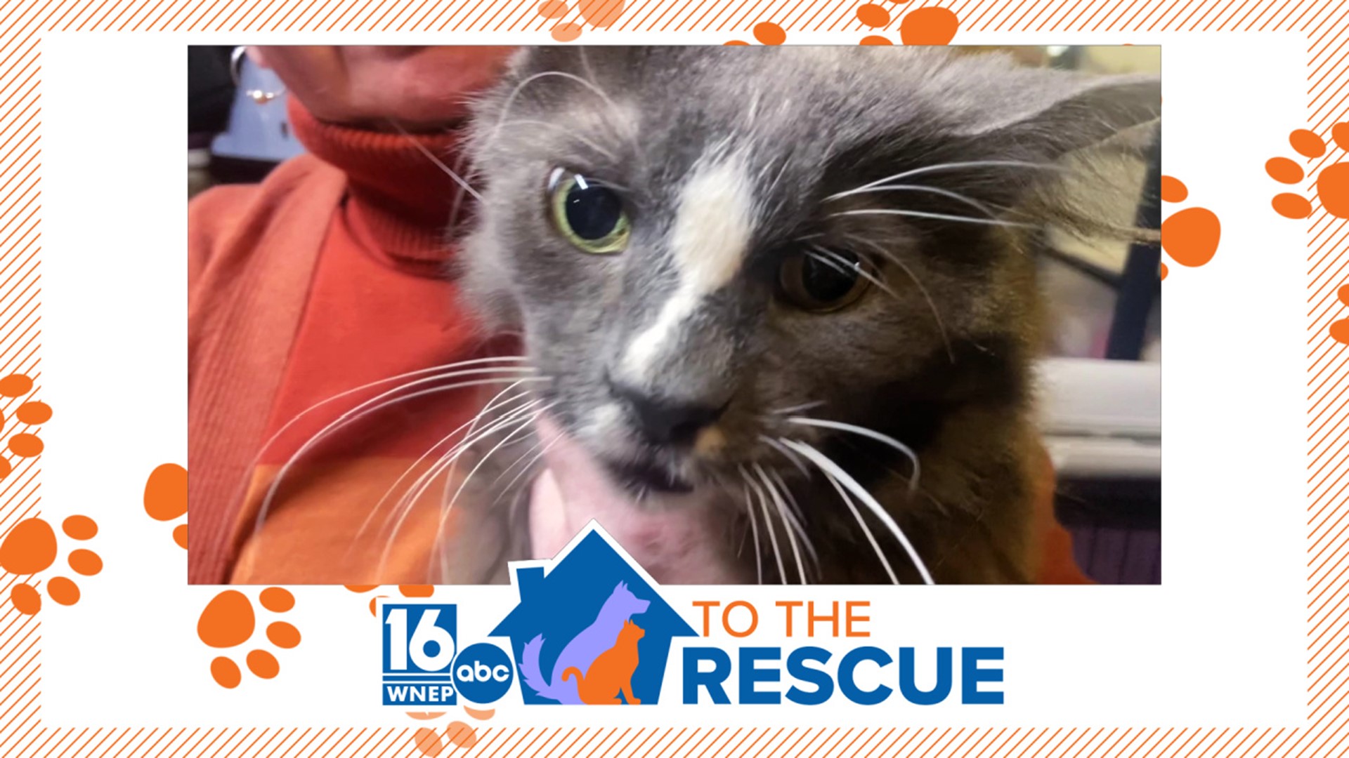 In this week's 16 To The Rescue, we meet an older cat who was found as a stray, but neighbors knew he was too friendly to be living outside.