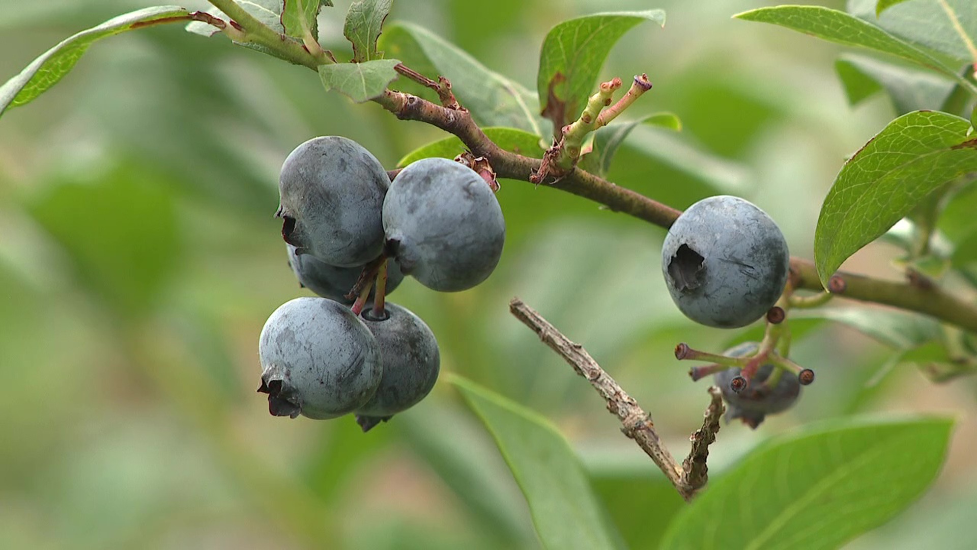 Newswatch 16's Mackenzie Aucker stopped by Bridge Avenue Berries to see how the berries turned out this year.