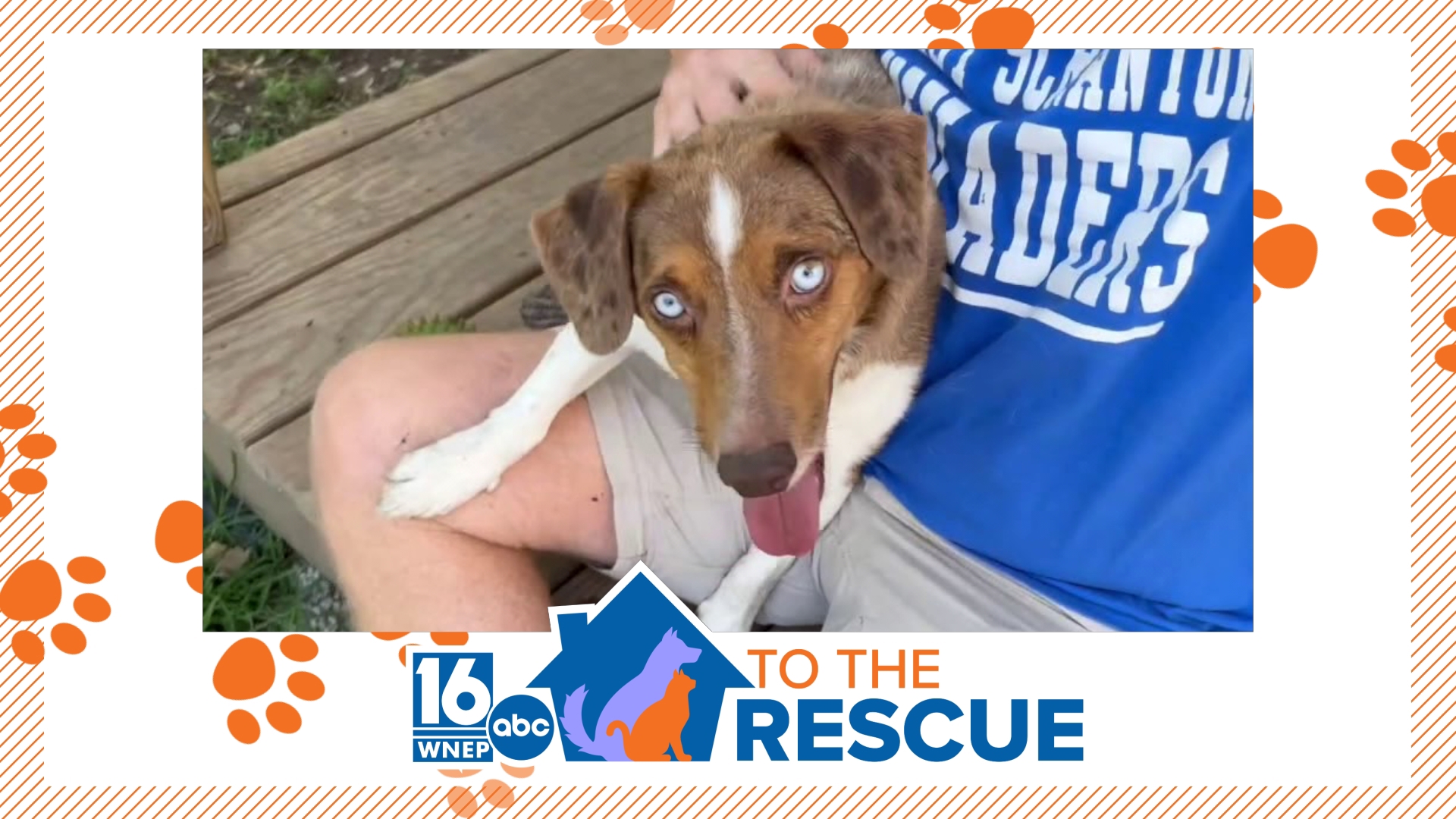 In this week's 16 To The Rescue, we meet a 2-year-old Australian Shepherd/Beagle mix who rescue workers describe as the perfect dog, one they hope is an easy place.