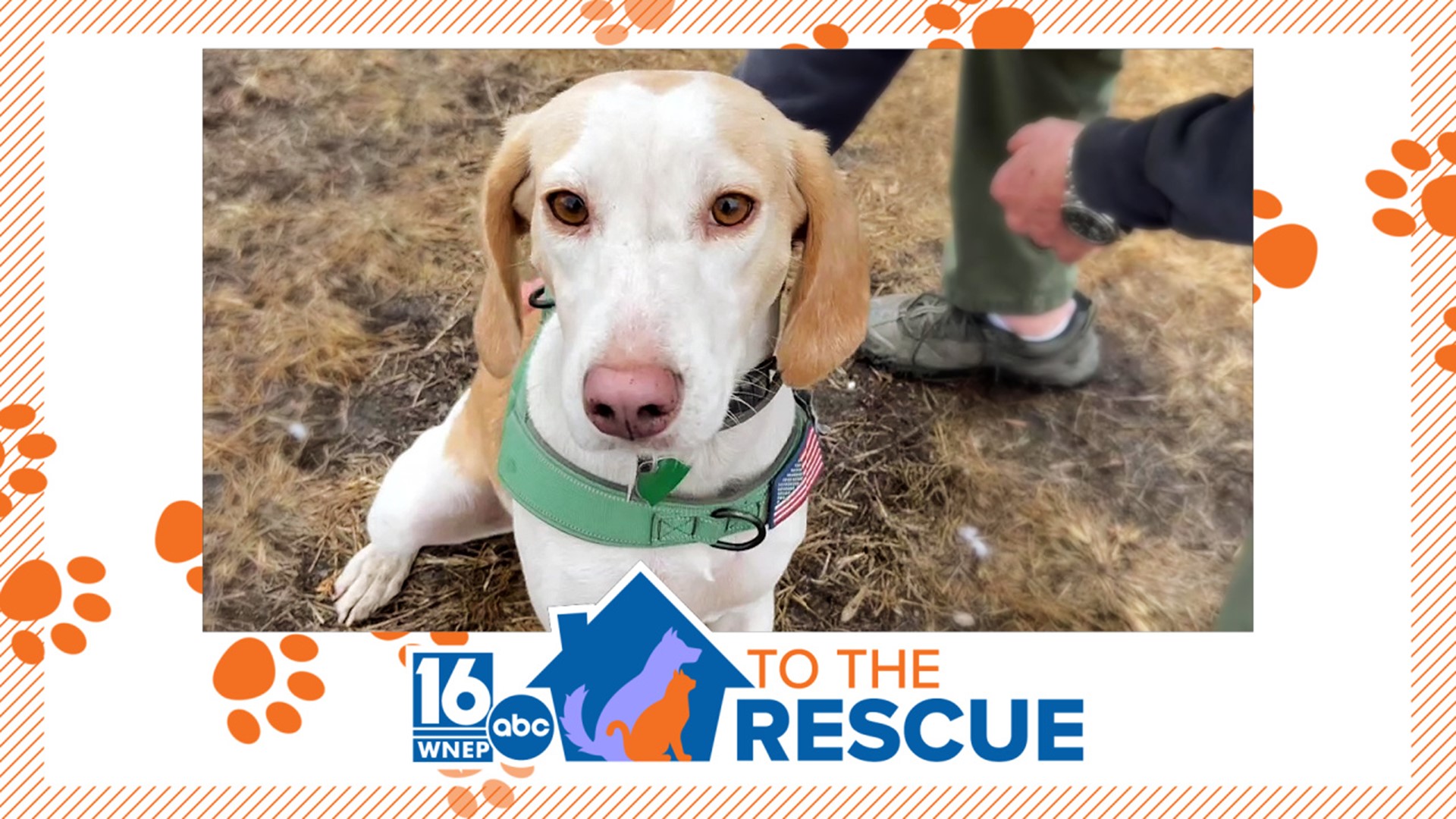 This 4-year-old foxhound was found abandoned on the side of I-81 and is just learning how to be a dog for the first time at Friends with Paws Rescue.