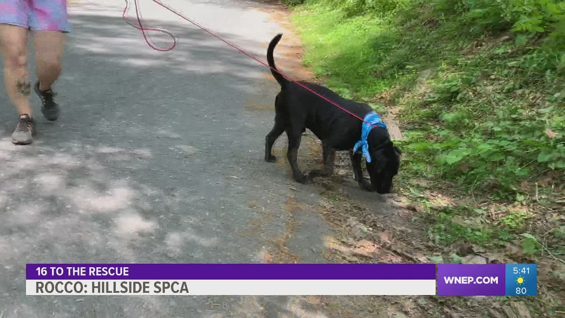 Hillside SPCA workers want Rocco back in a home before shelter life takes its toll on him.