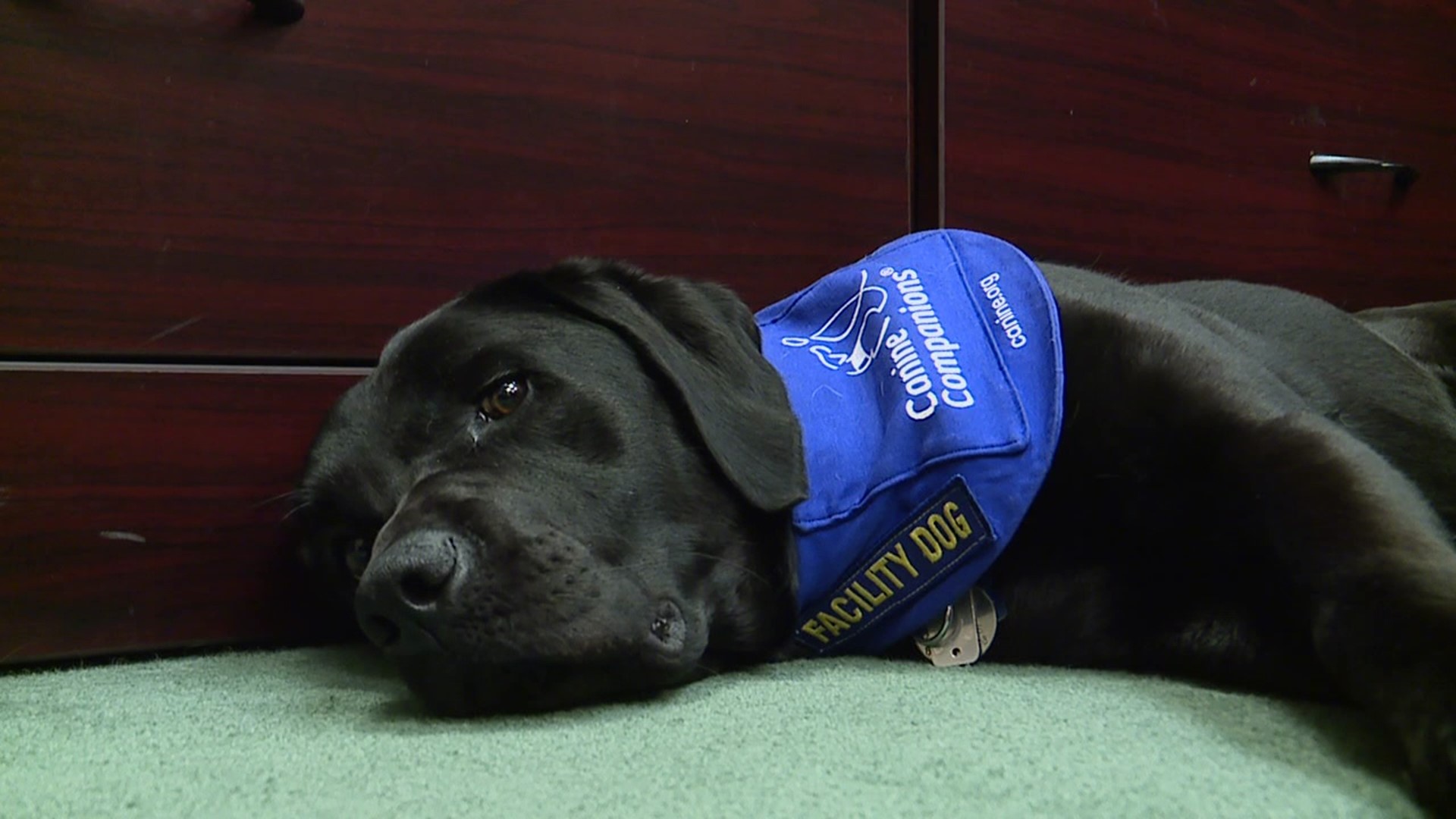 Newswatch 16's Chris Keating shows us how the furry employee will help during court proceedings.