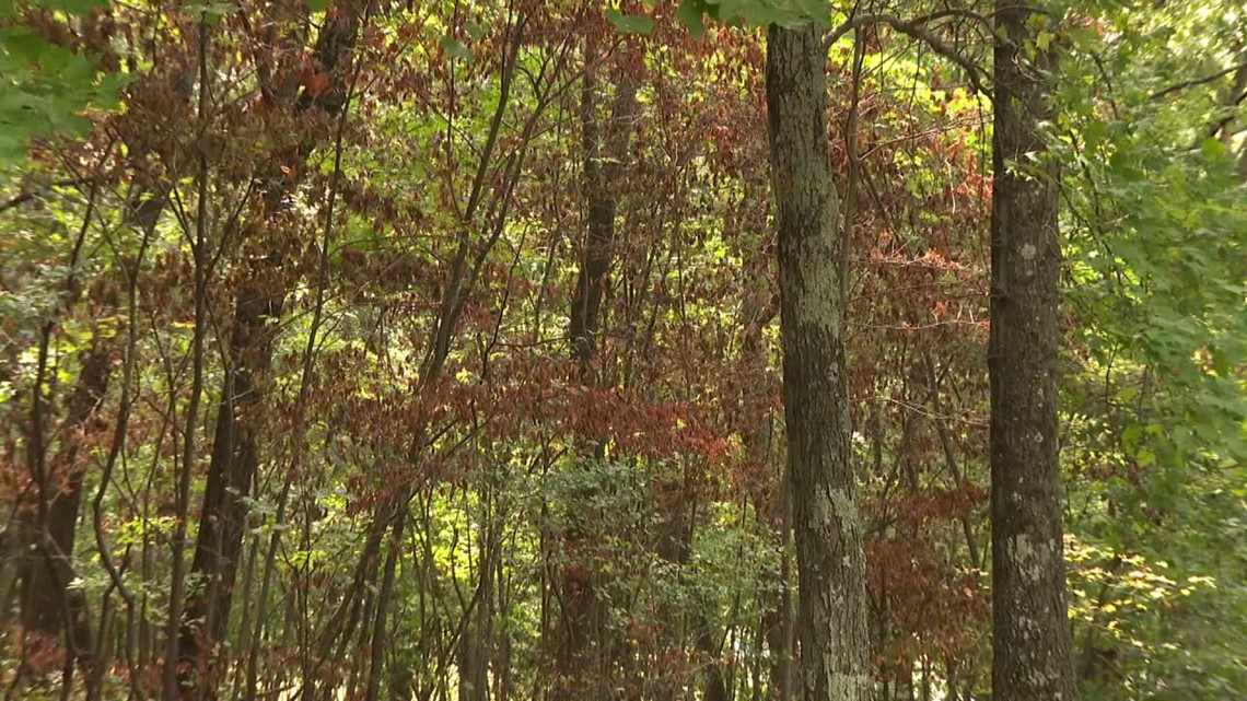 Dry summer weather could affect fall foliage season | wnep.com