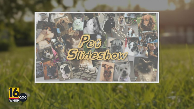 Pet Slideshow