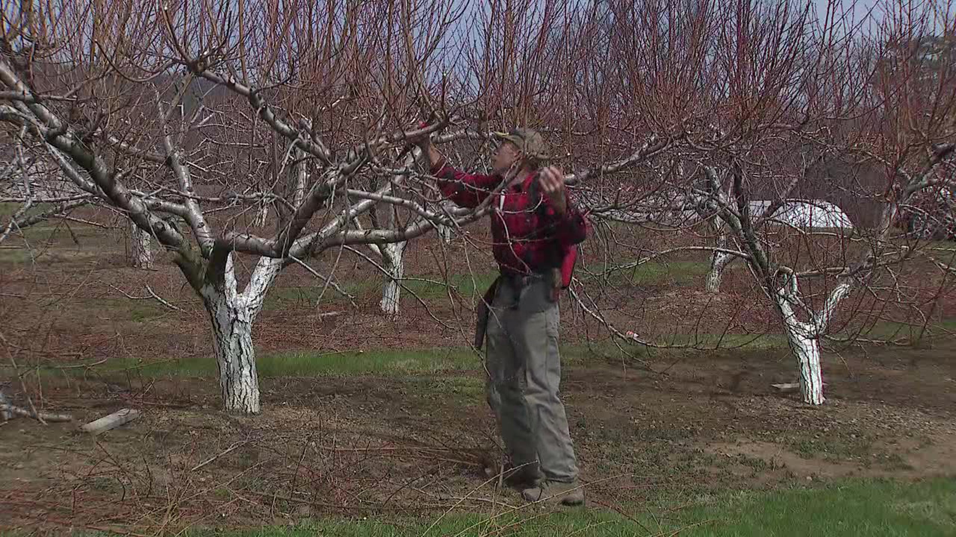 Spring Time Author Carbon County nursery in bloom this spring | wnep.com