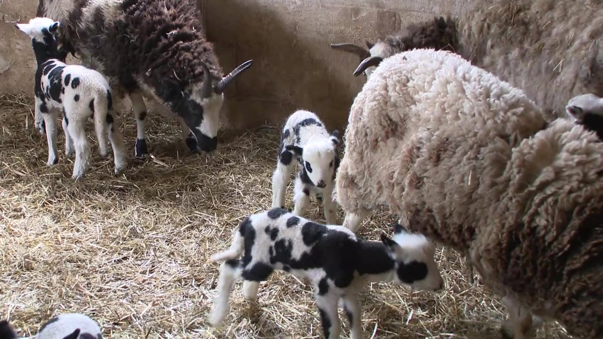 It's lambing season when most lambs are born. Newswatch 16's Nikki Krize stopped by to see the little ones.