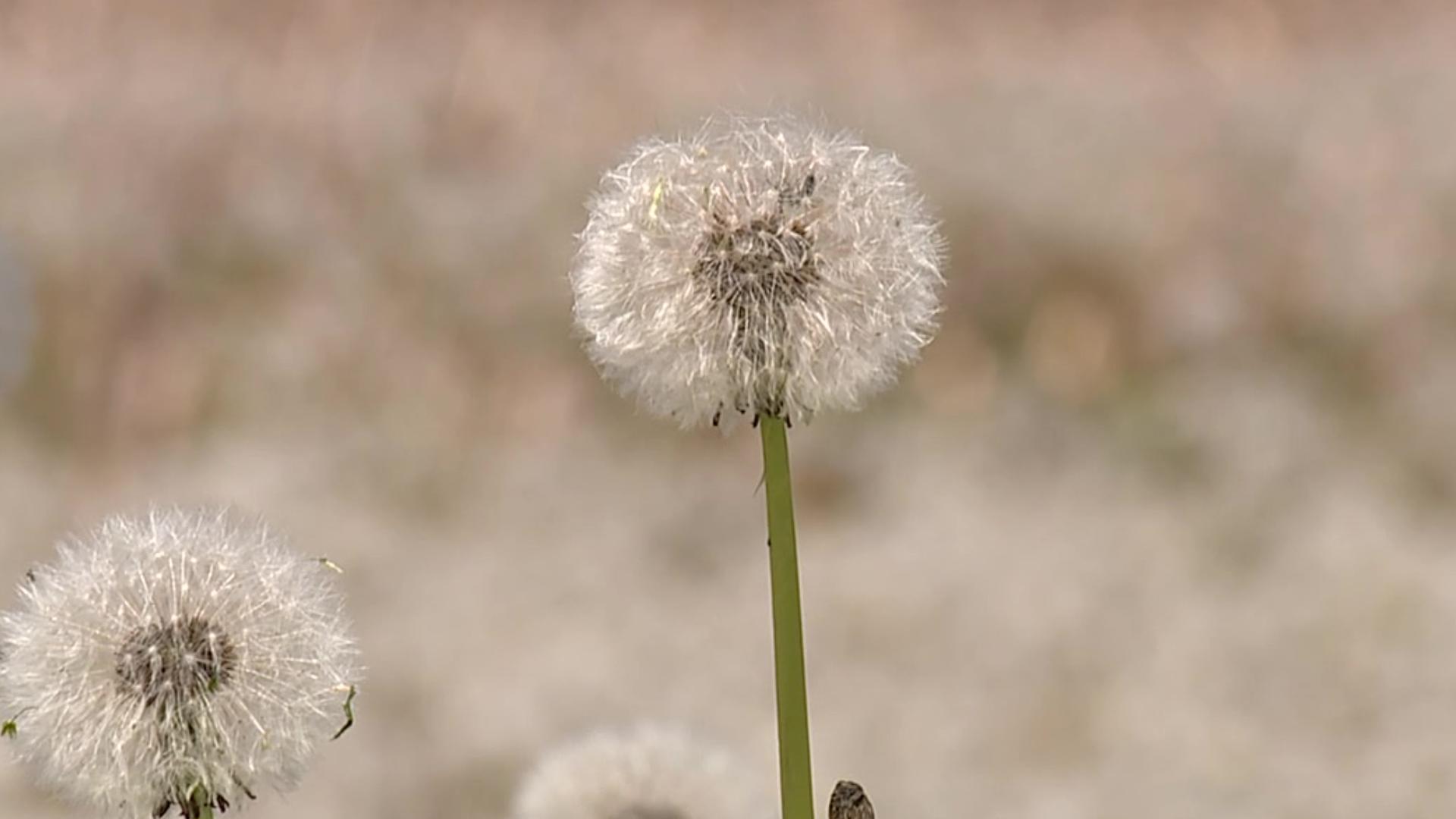 You may see them as a nuisance, but Jon Meyer is finding beauty in a field of dandelions.