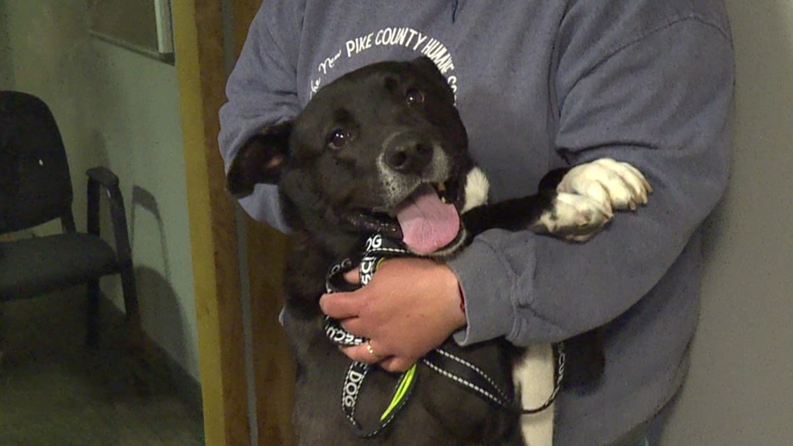 Pike County Humane Society adoption fundraiser - Vimarsana News