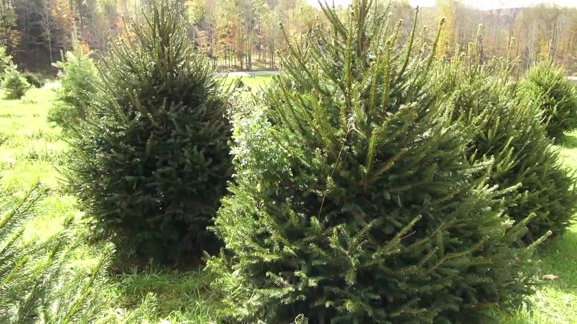 Christmas tree shortage expected this season