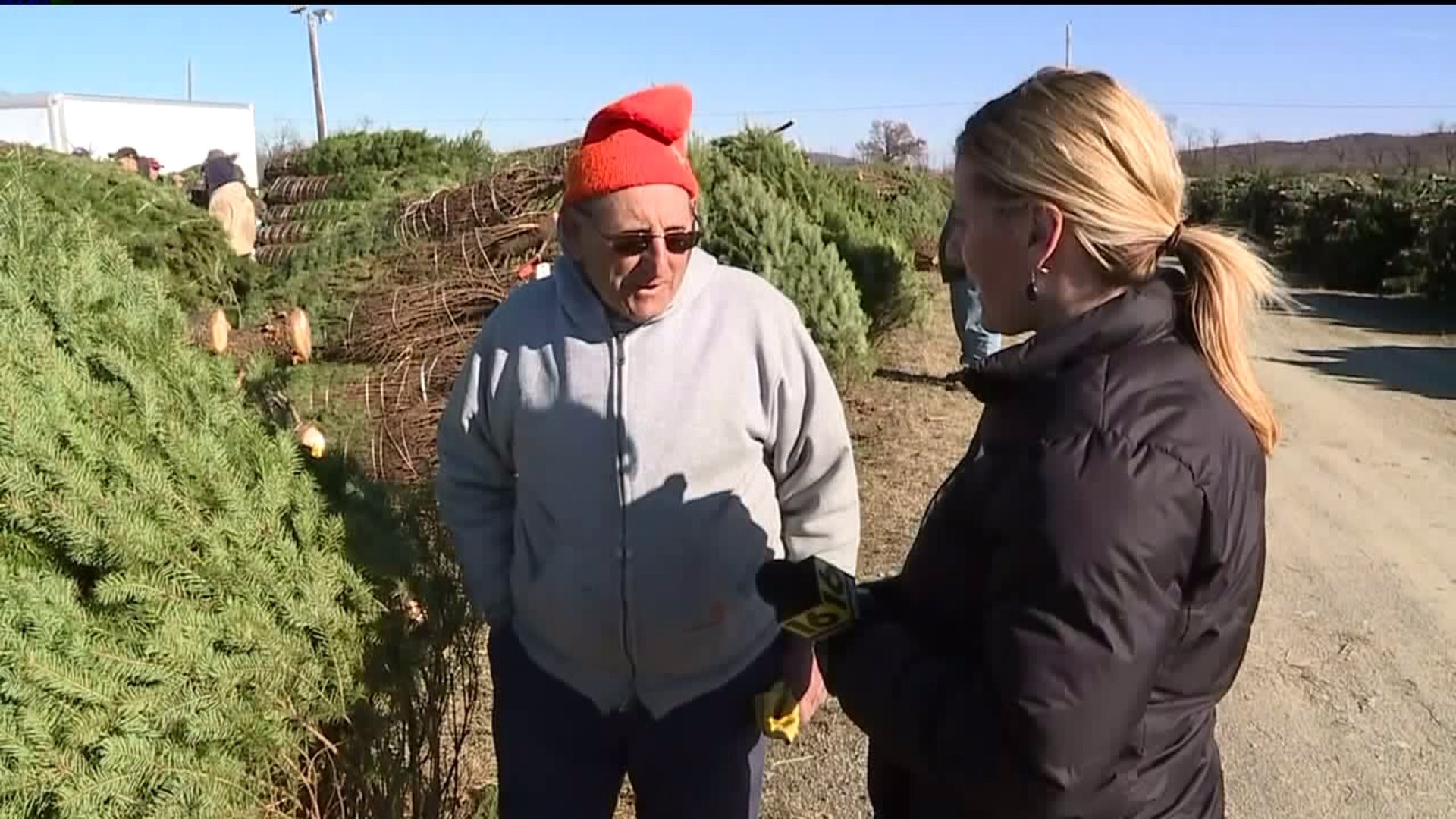 Christmas Trees on the Auction Block in Union County