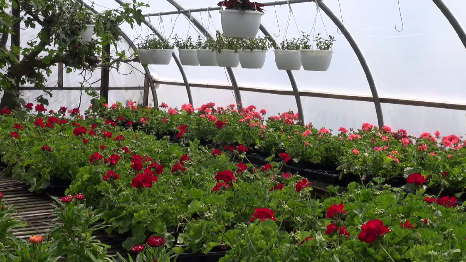 The owner of a greenhouse in Lackawanna County has received a lot of support from customers, so now he is giving back to other organizations in need.